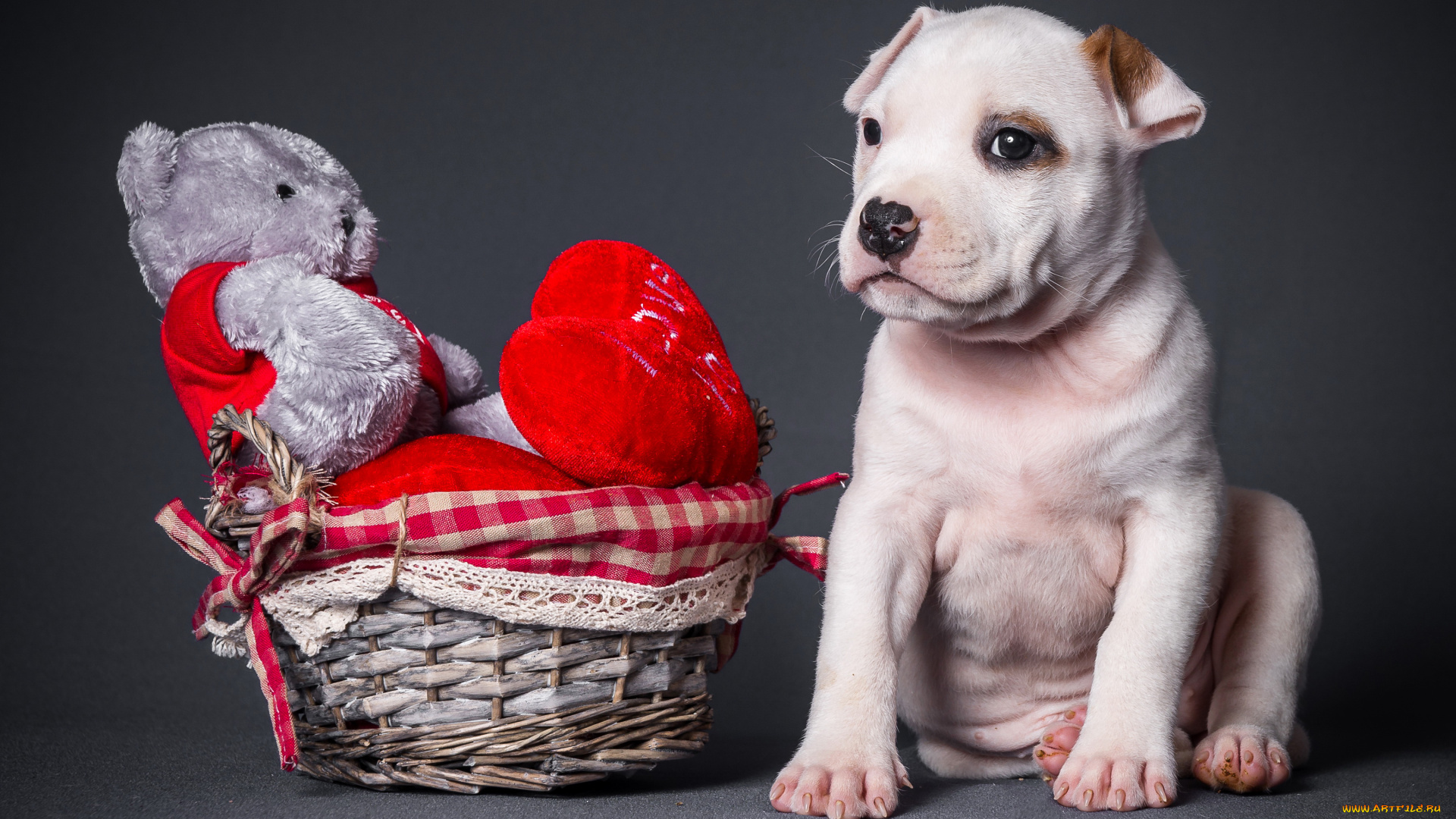 животные, собаки, мишка, корзинка, собака, сердце