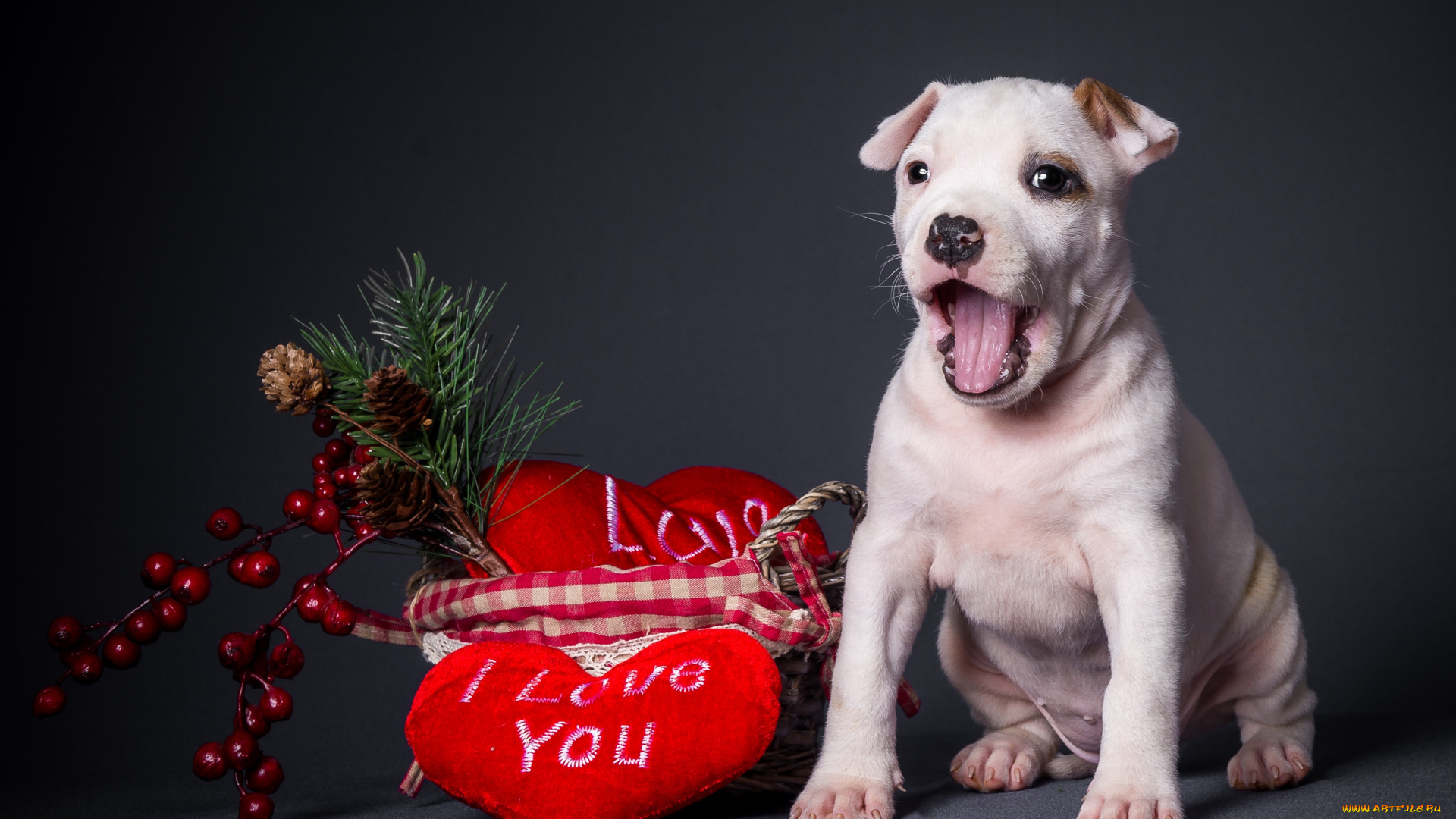 животные, собаки, щенок