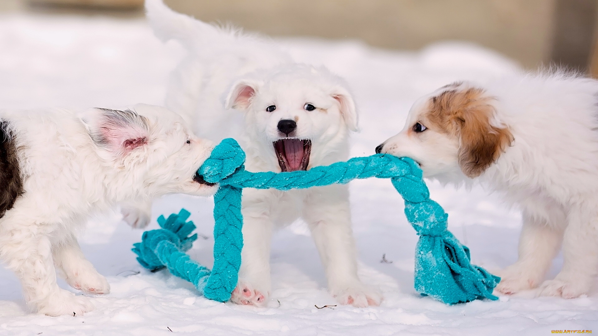 животные, собаки, шарф