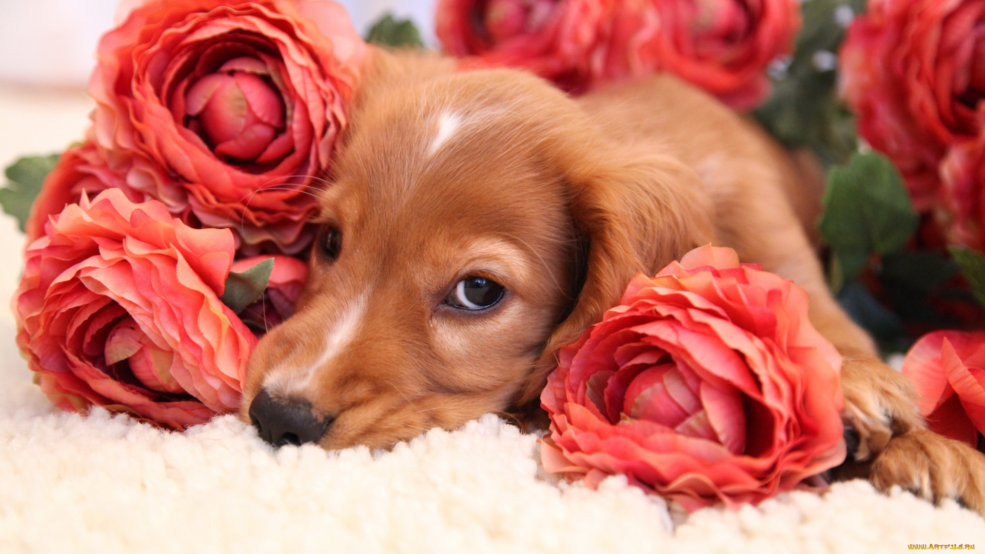 животные, собаки, собака, цветы