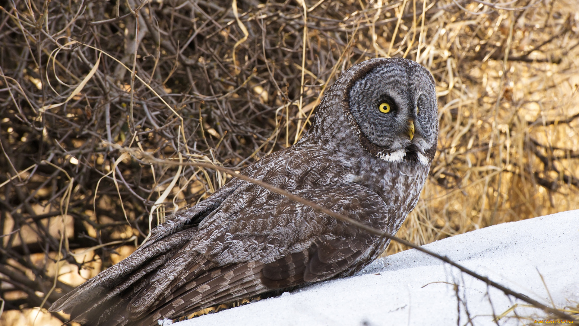 животные, совы, бородатая, неясыть