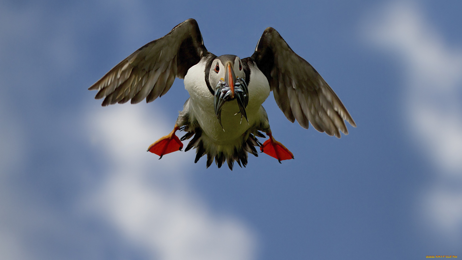 животные, тупики, клюв, полет, рыба, улов, еда, птица