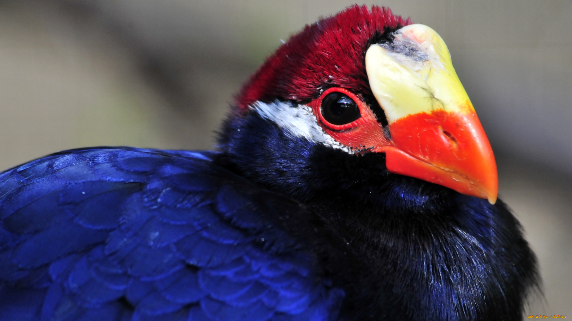 животные, турако, птица, окрас