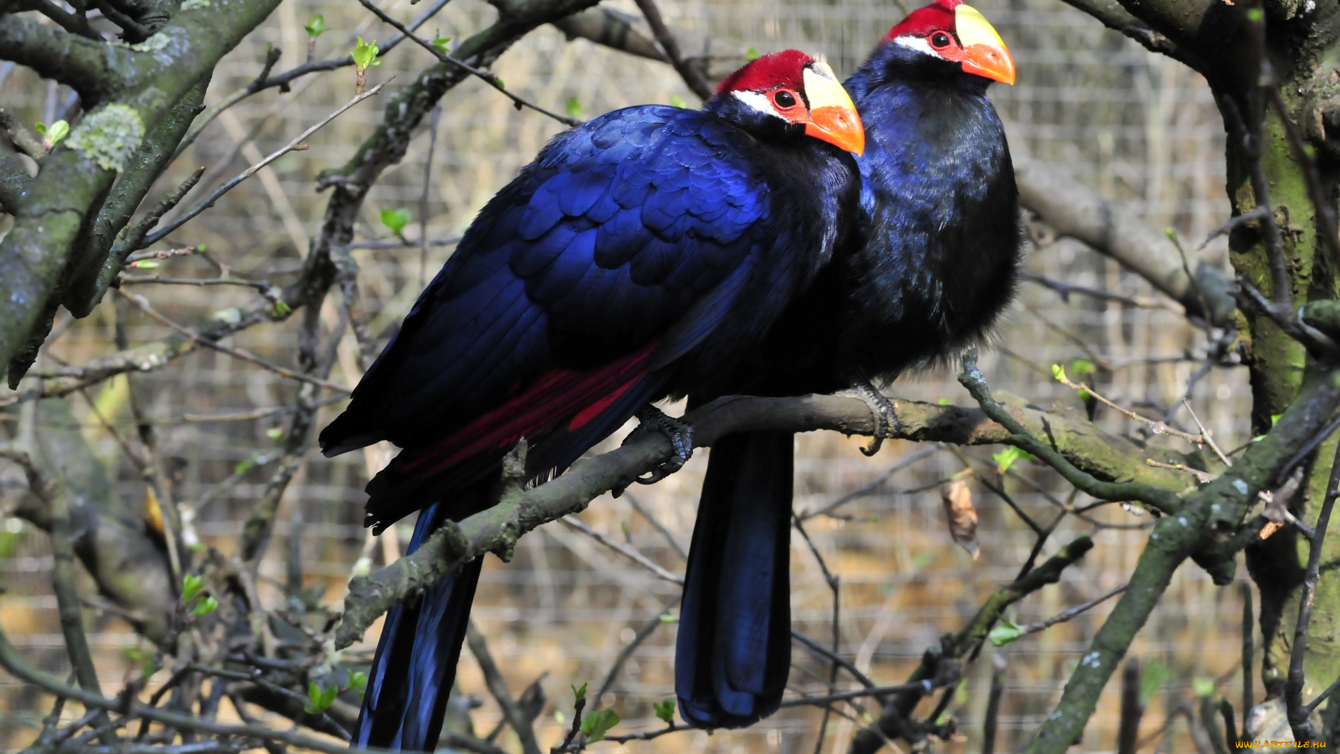 животные, турако, птицы, окрас, ветки