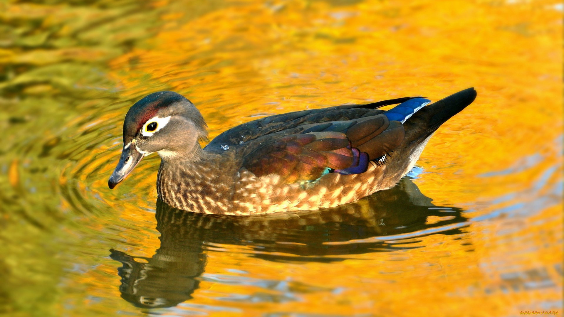 животные, утки, утка, птица, озеро