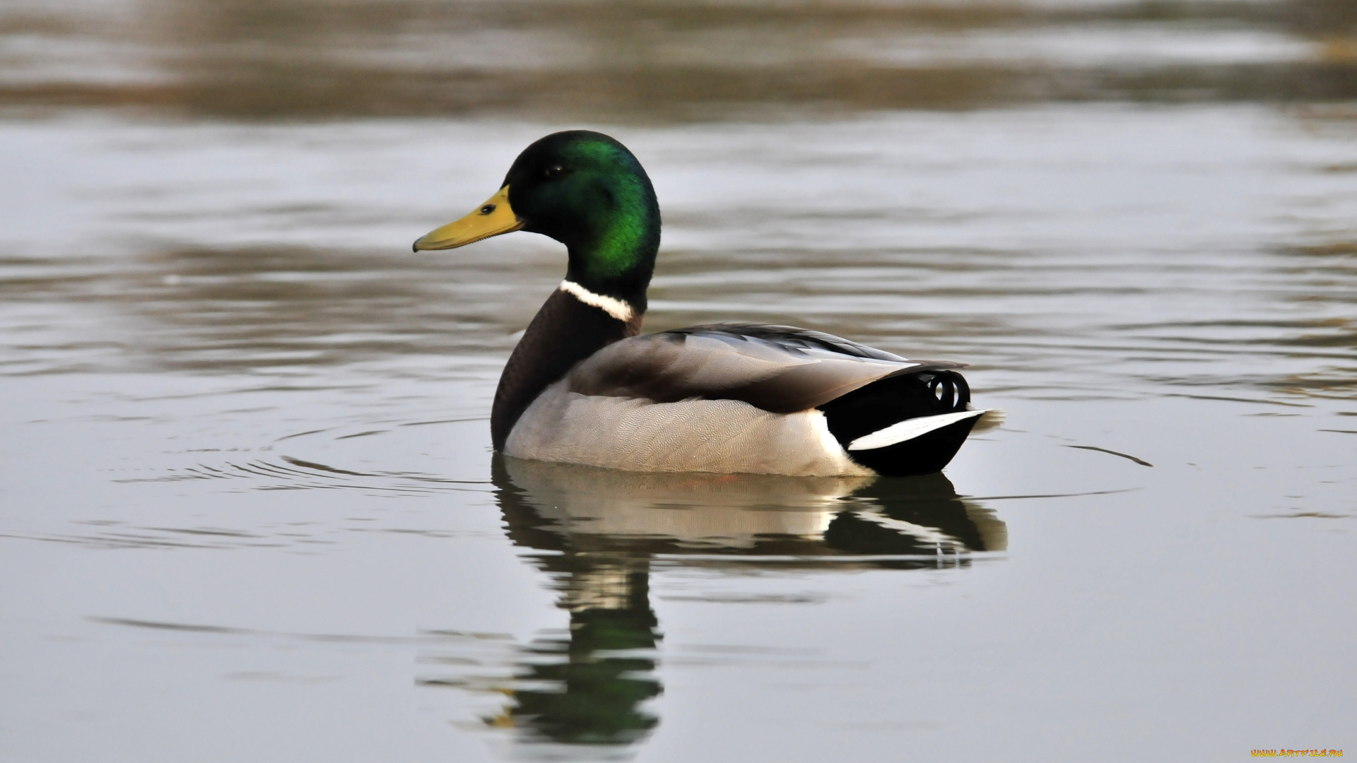 животные, утки, вода, утка, птица