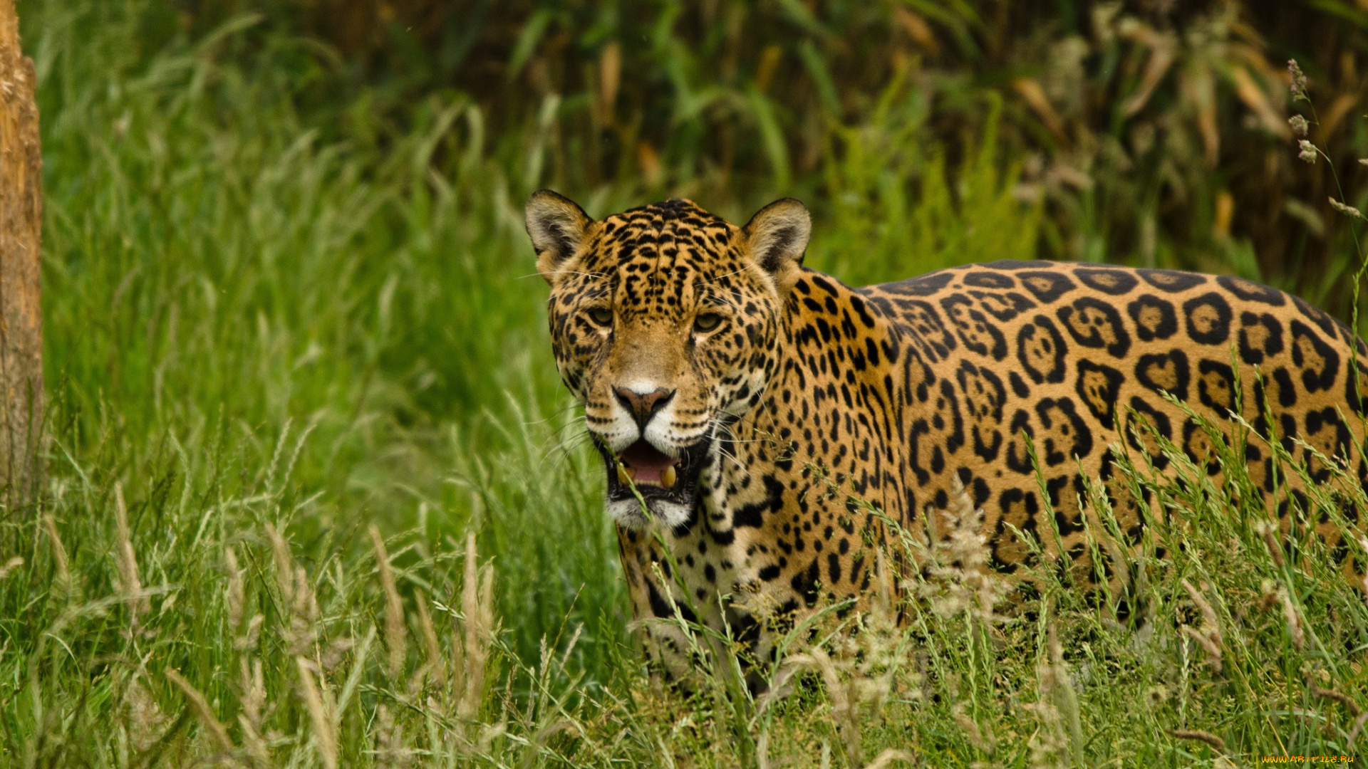 животные, Ягуары, трава, кошка, морда, клыки, пятна