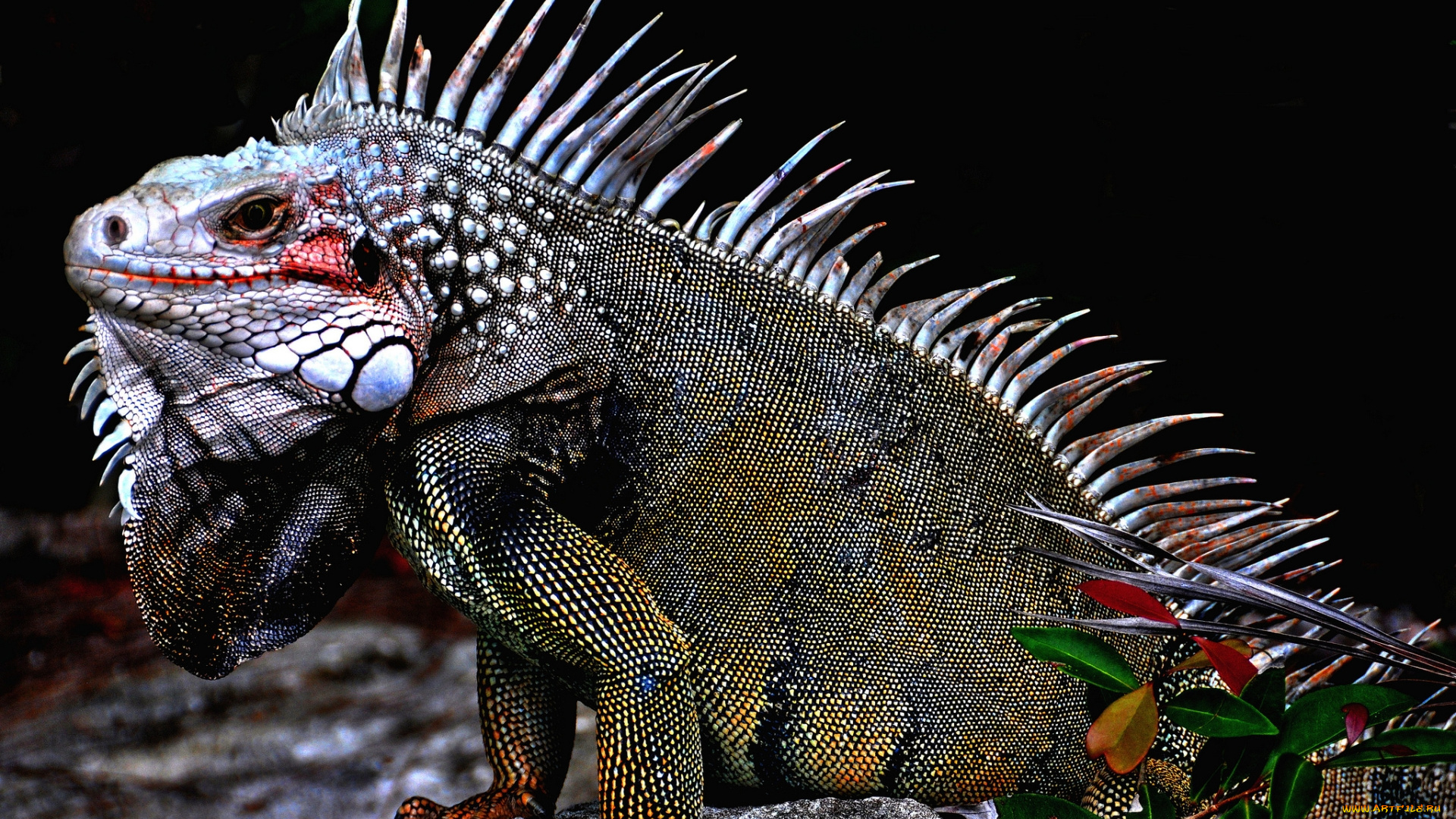 животные, Ящерицы, , игуаны, , вараны, ящерица, окрас, варан