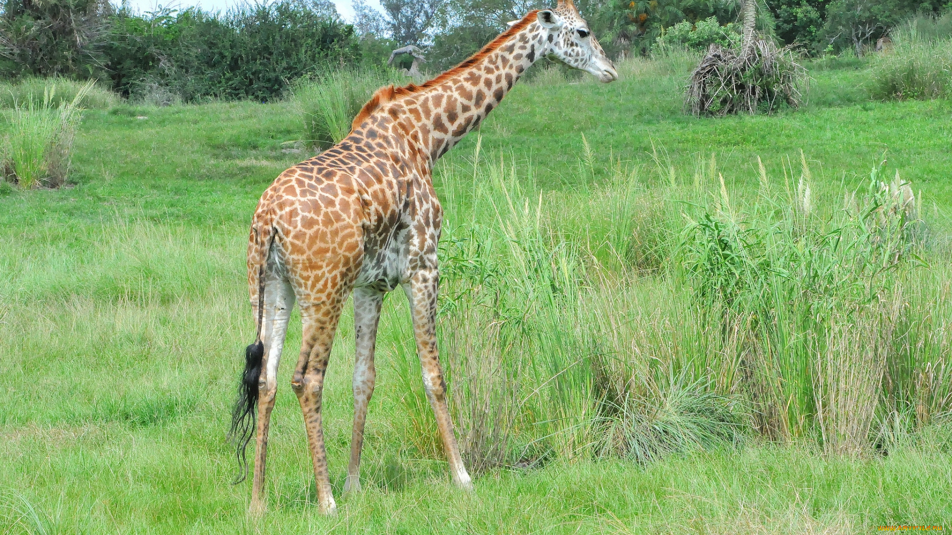 животные, жирафы, трава, жираф, животное