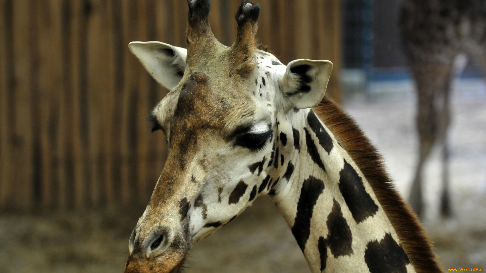 животные, жирафы, животное, жираф