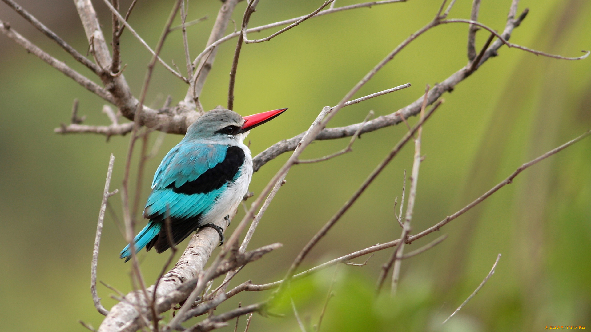 животные, зимородки, птица, ветки, сухие