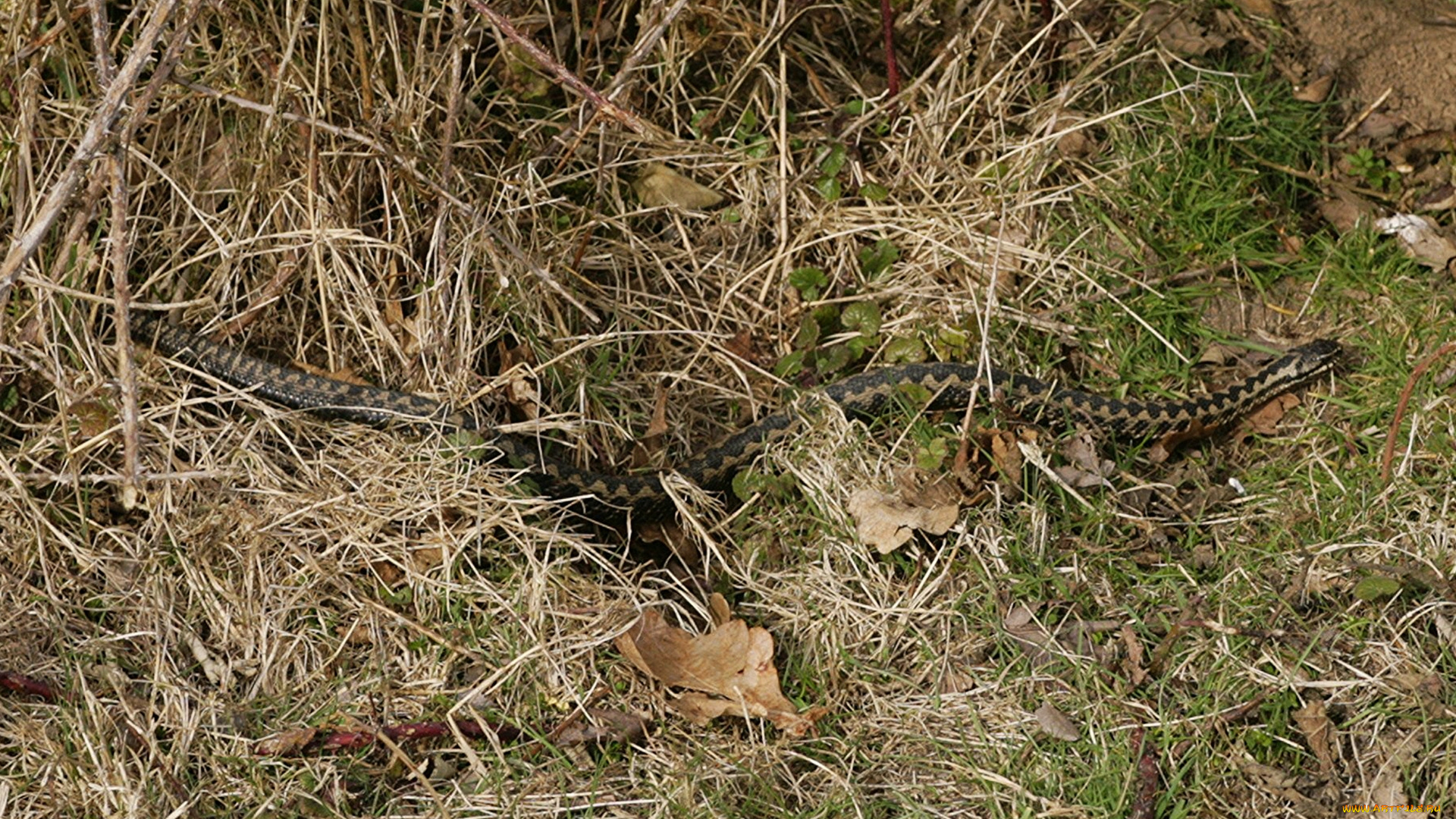 животные, змеи, , питоны, , кобры, змея, трава