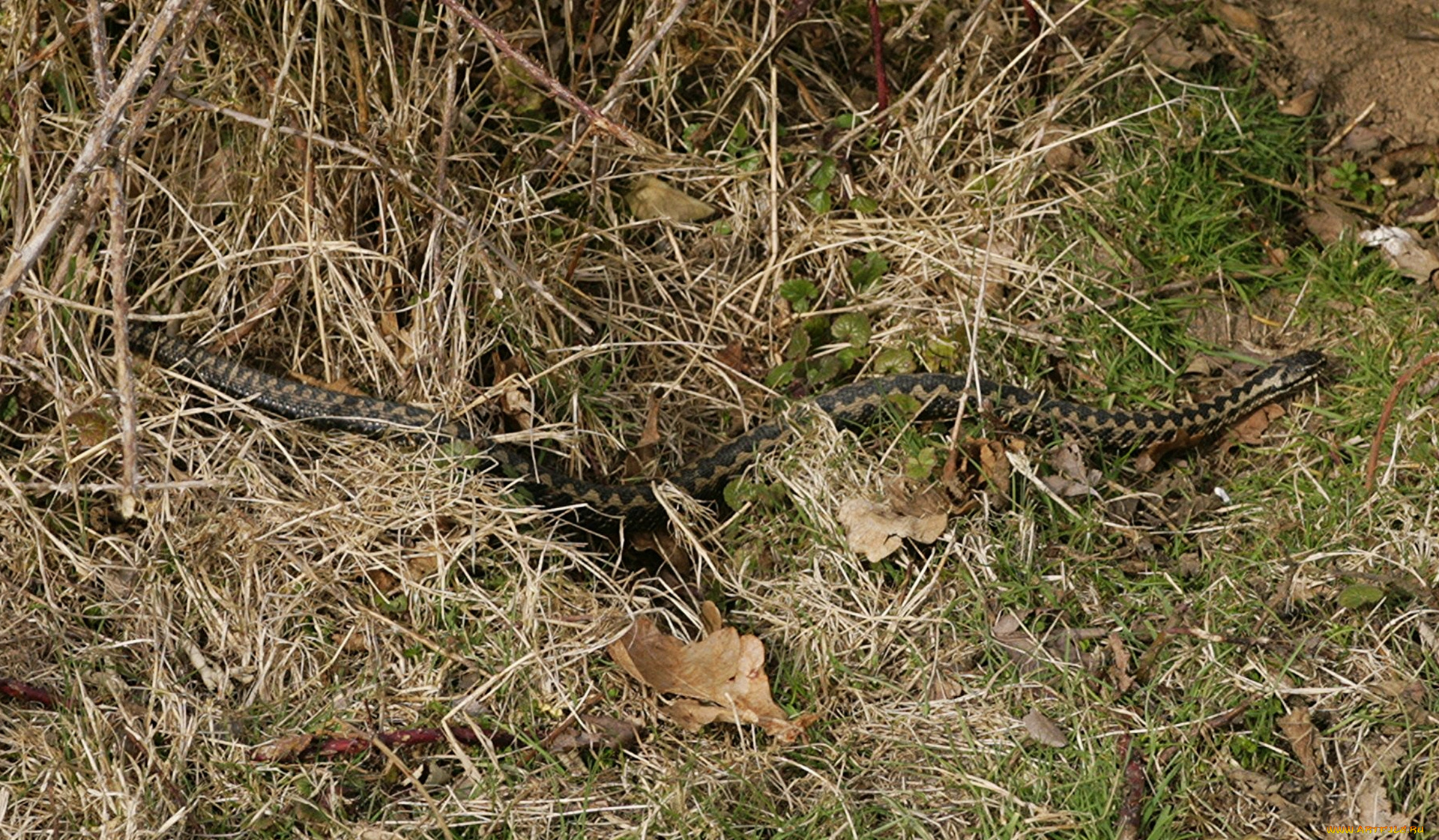 животные, змеи, , питоны, , кобры, змея, трава