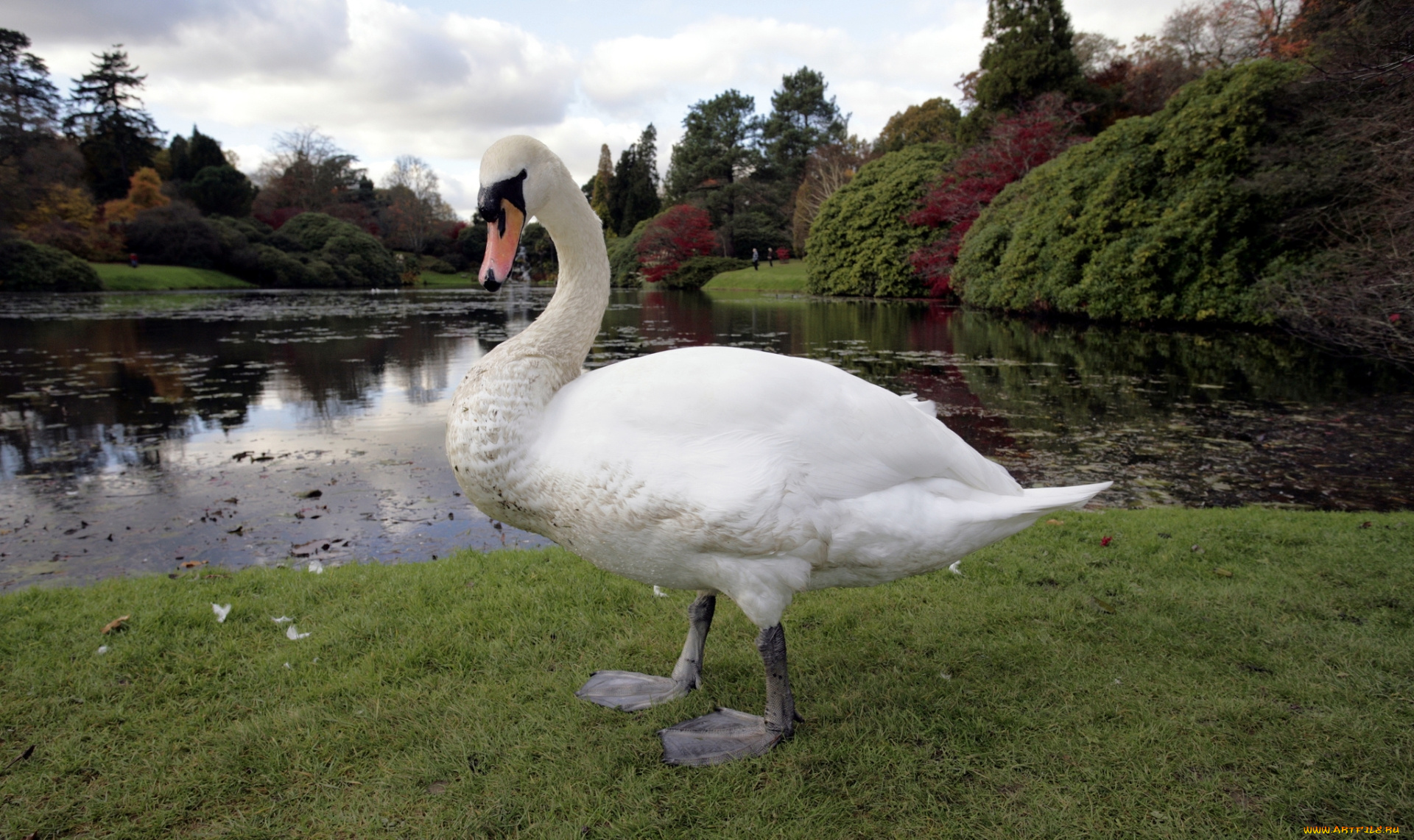 животные, лебеди, пруд, белый, лебедь