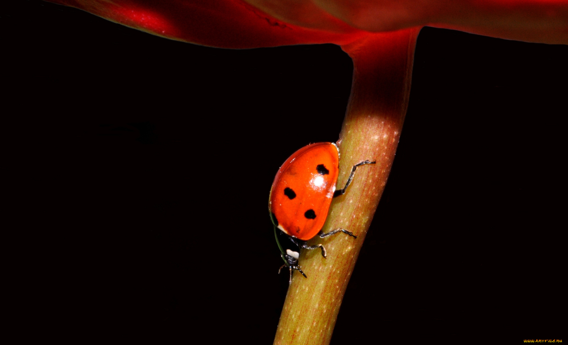 животные, божьи, коровки, ствол, коровка