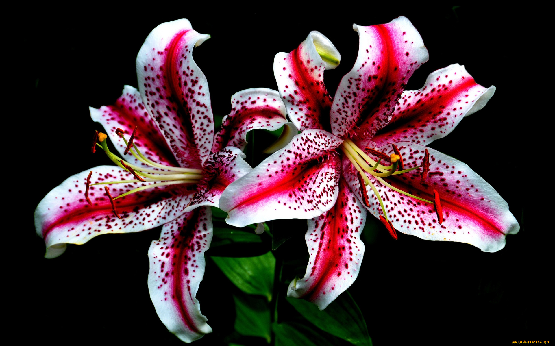 цветы, лилии, , лилейники, розовые