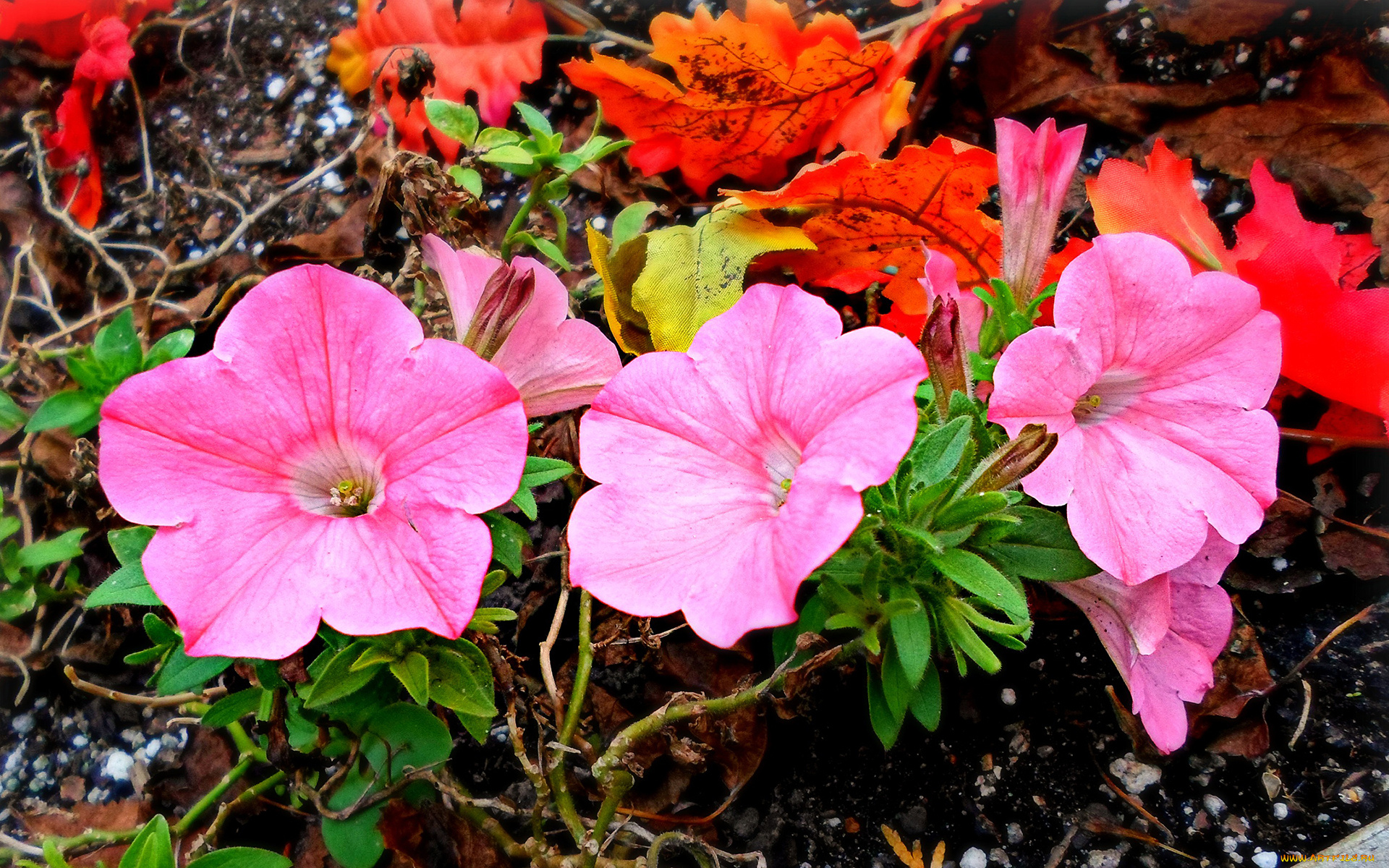 цветы, петунии, , калибрахоа, листья