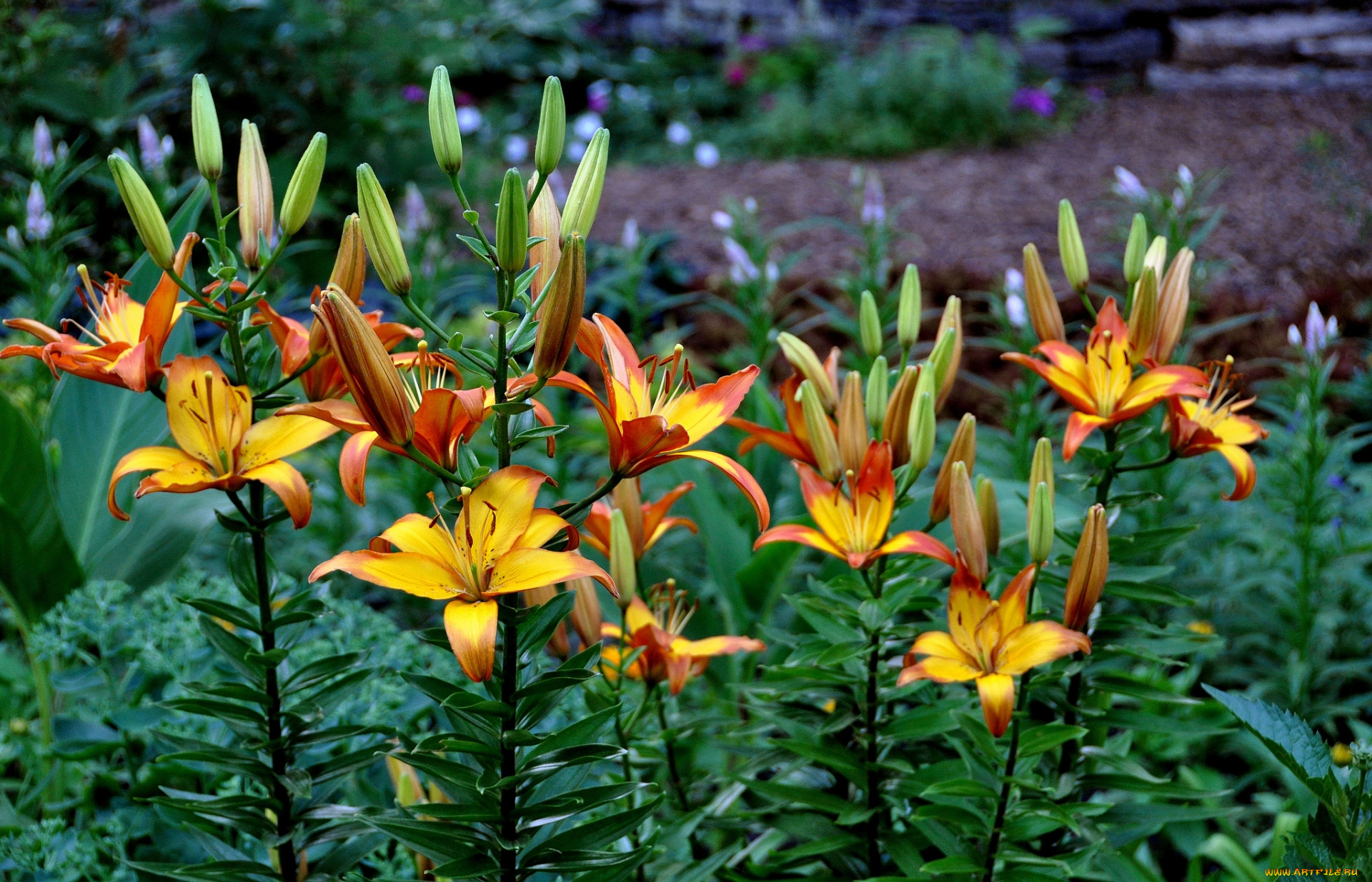 цветы, лилии, , лилейники, желтые