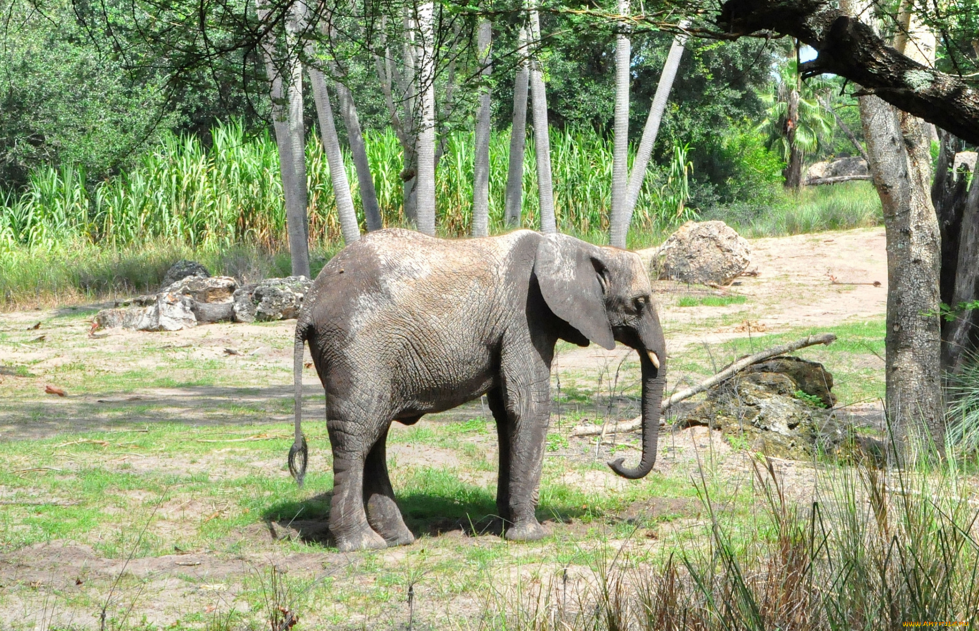 животные, слоны, слоненок, животное