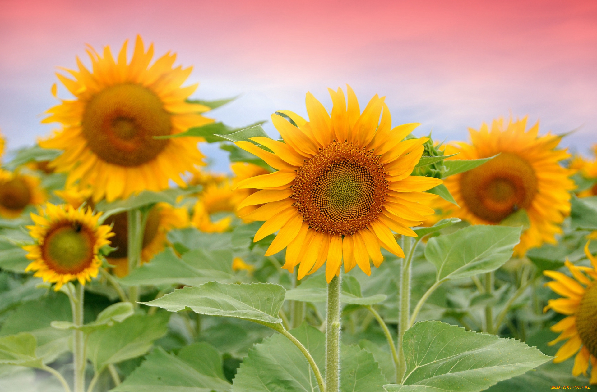 цветы, подсолнухи, жёлтые