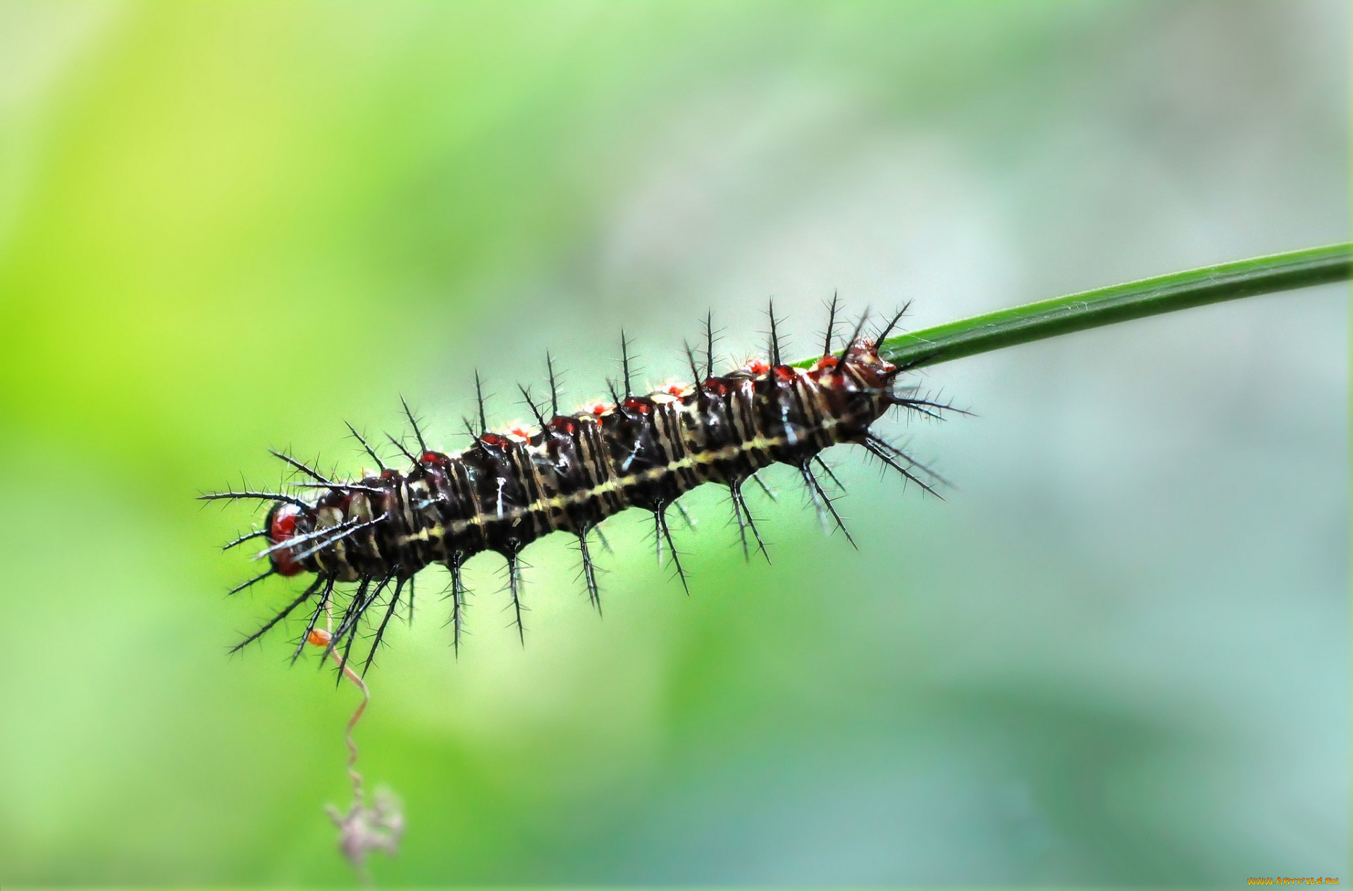 животные, гусеницы, веточка, гусеница