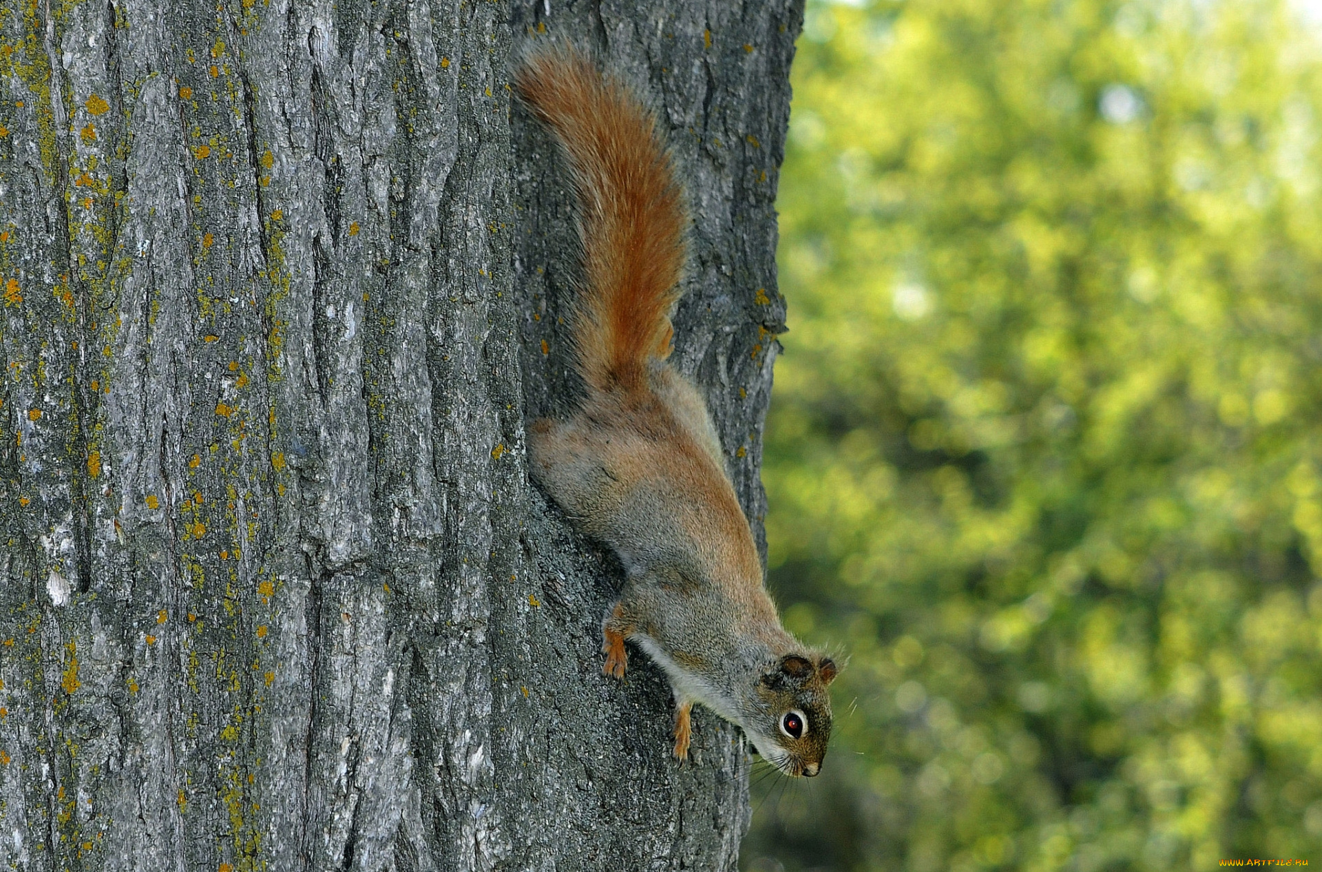 животные, белки, спуск, белка, дерево