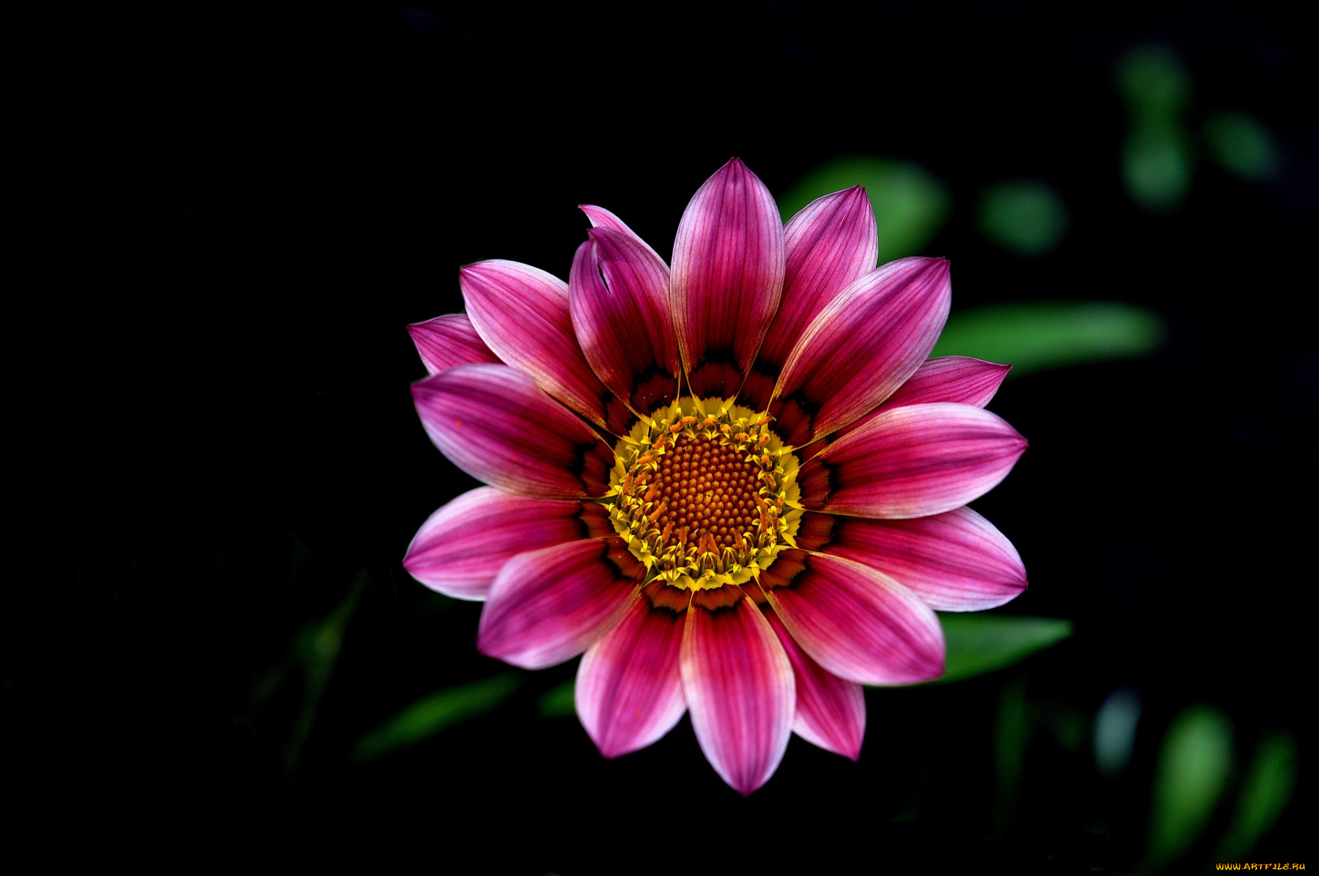 цветы, газания, розовый