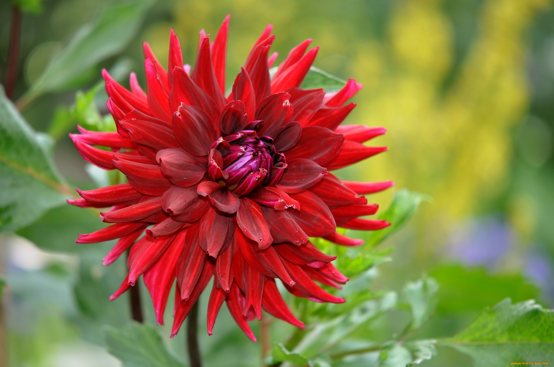 цветы, георгины, георгин, красный