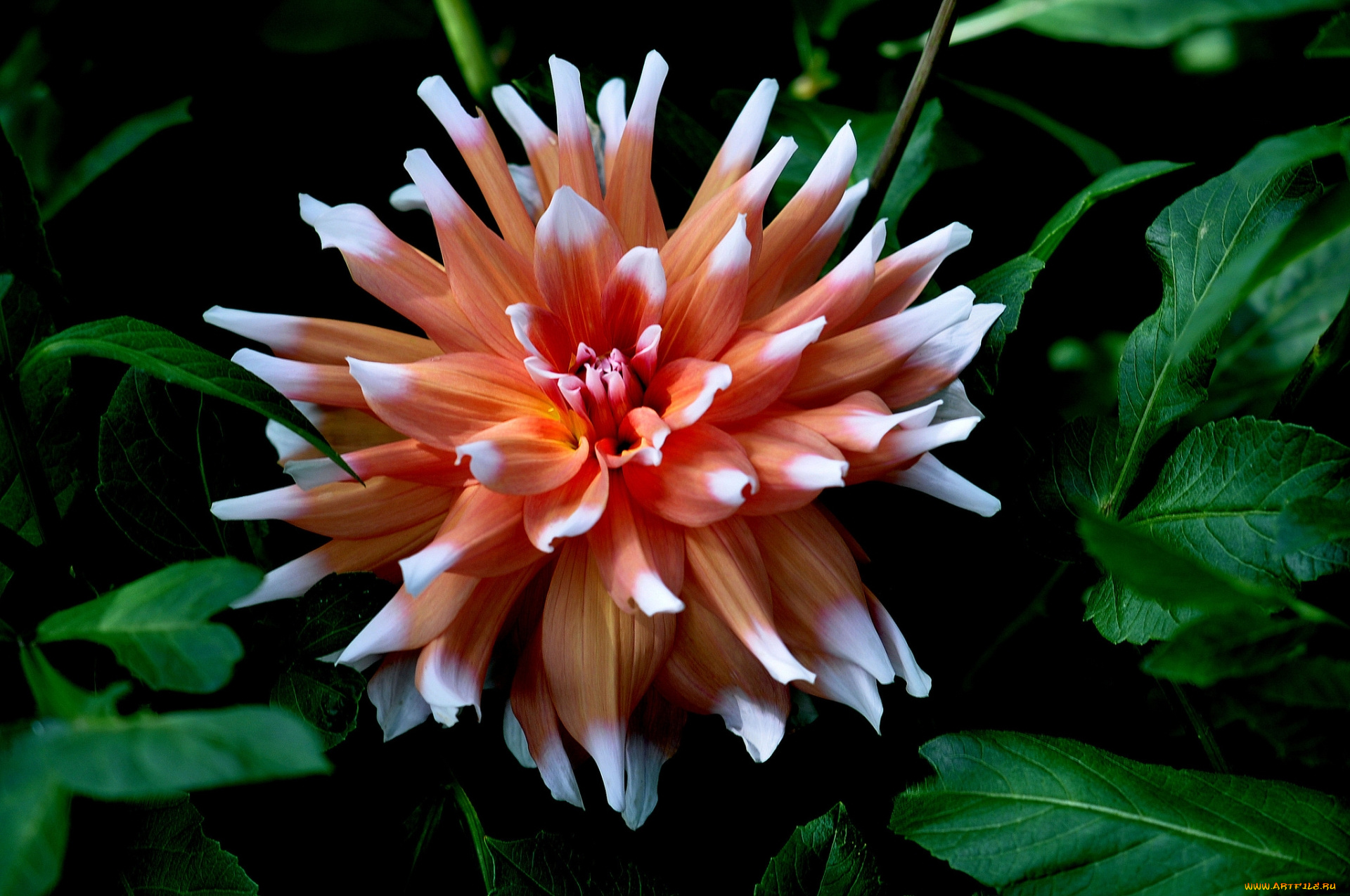 цветы, георгины, розовый, георгин, цветок