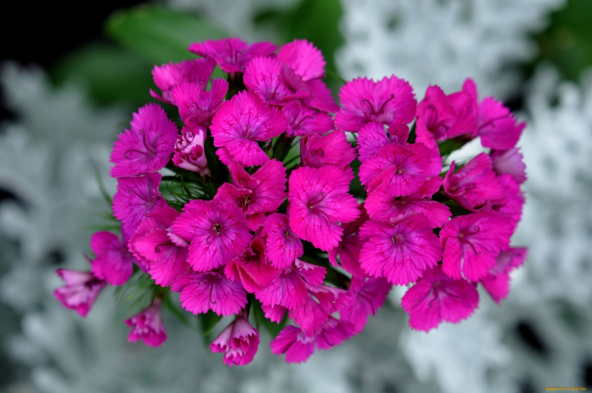 цветы, гвоздики, розовые