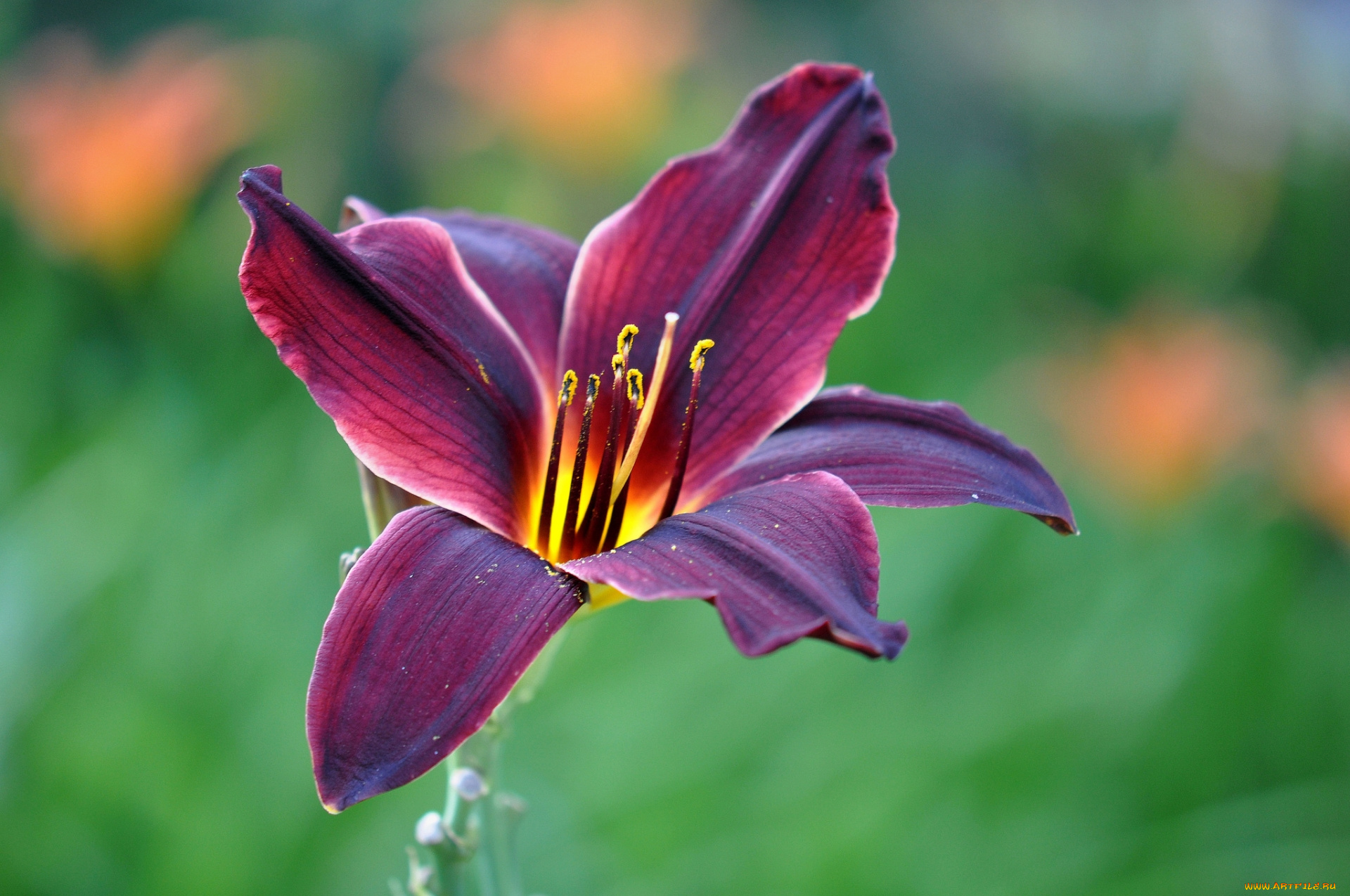 цветы, лилии, , лилейники, лилия, вишневая