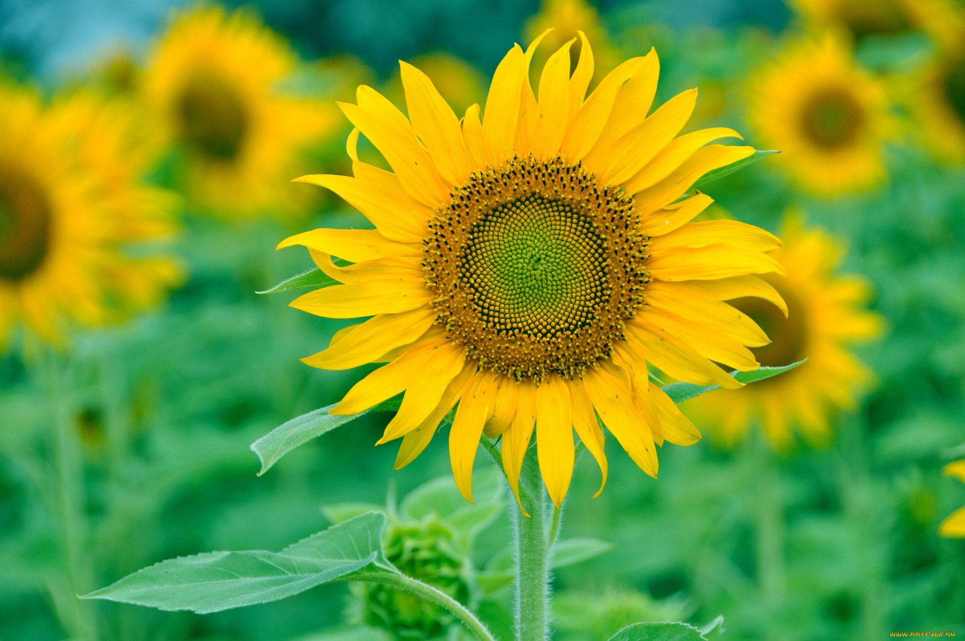 цветы, подсолнухи, подсолнух, желтый