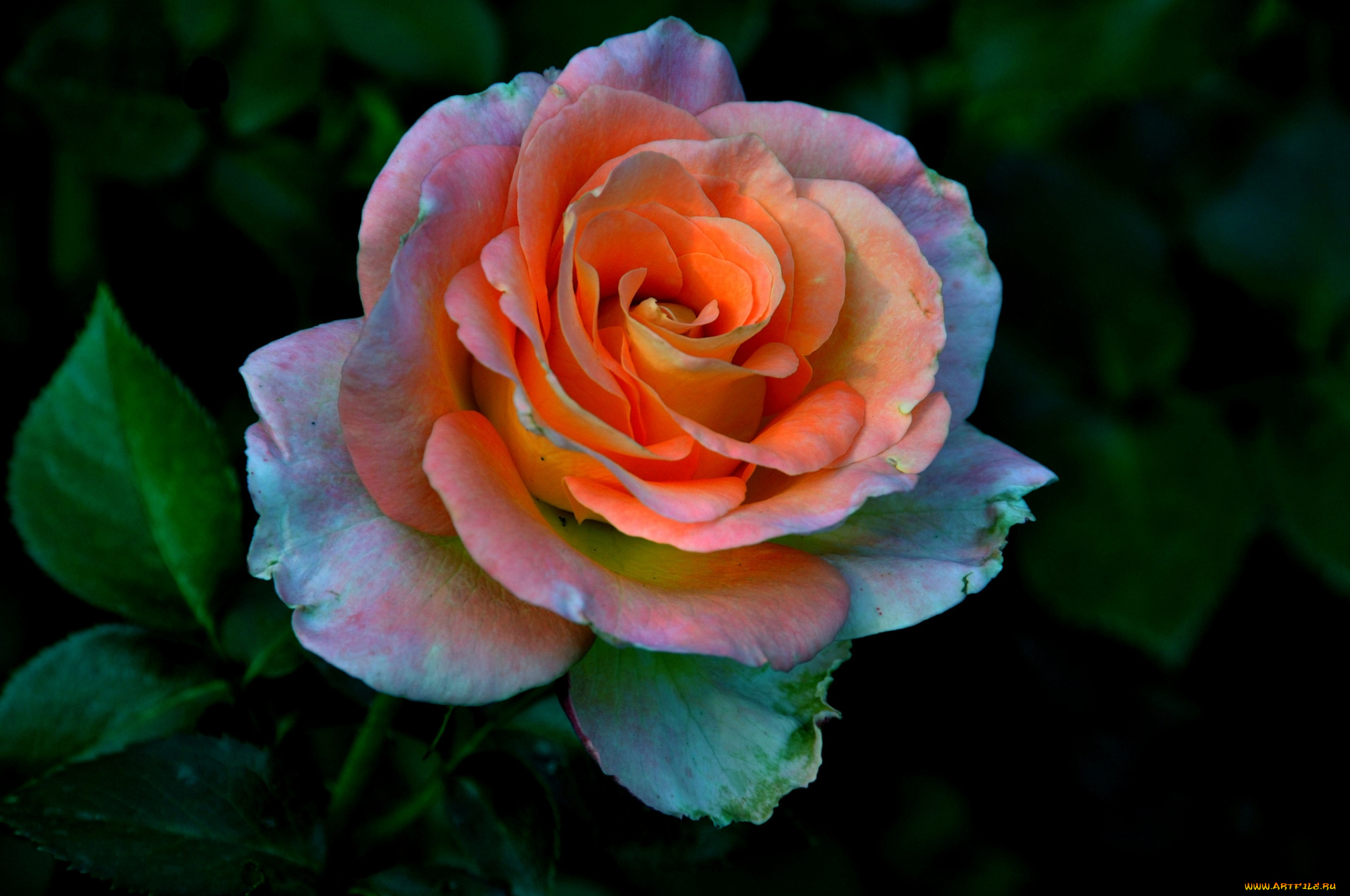 цветы, розы, оранжевая, роза