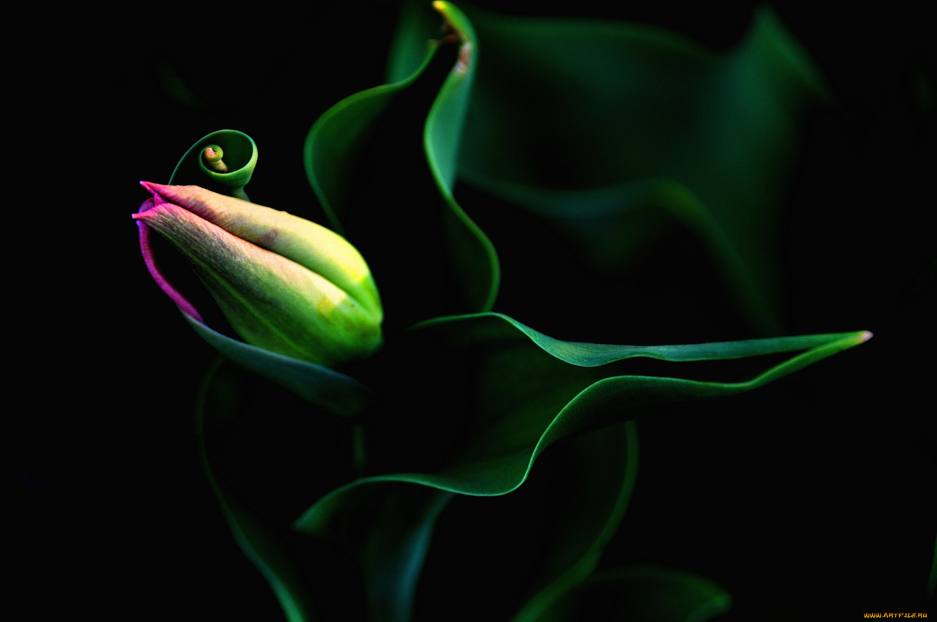 цветы, тюльпаны, тюльпана, бутон