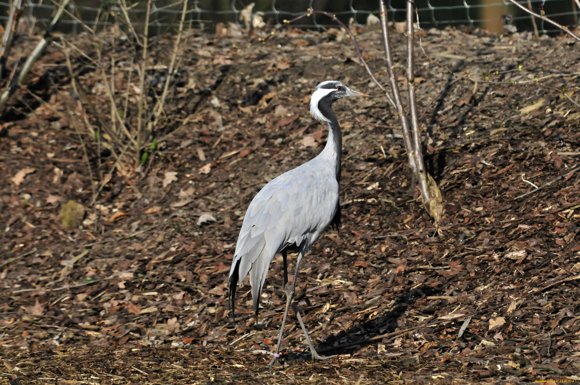 животные, аисты, аист, птица