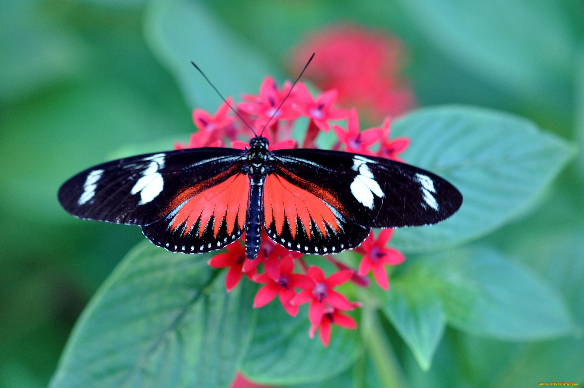 животные, бабочки, бабочка, цветок