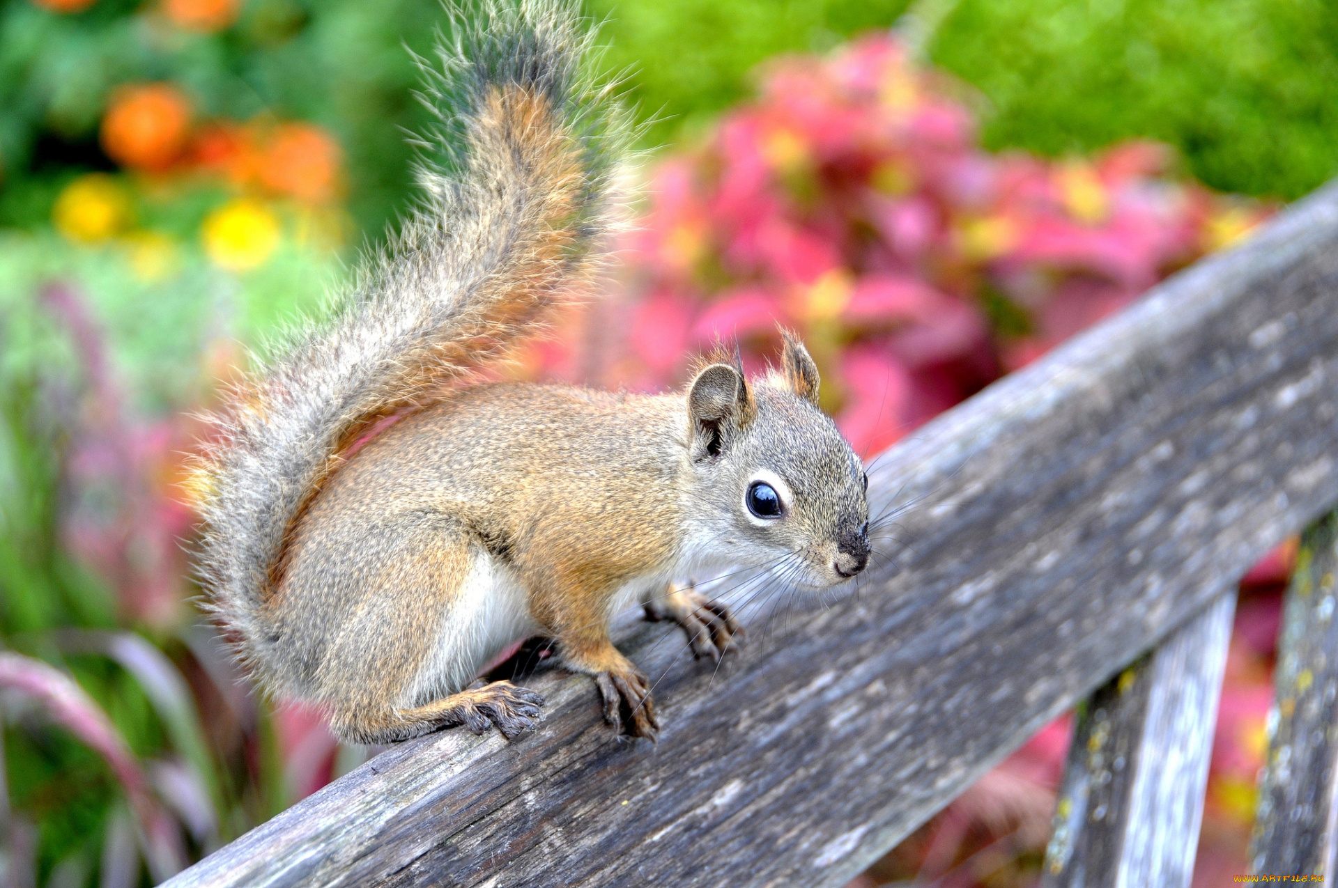животные, белки, деревяшка, белка, животное