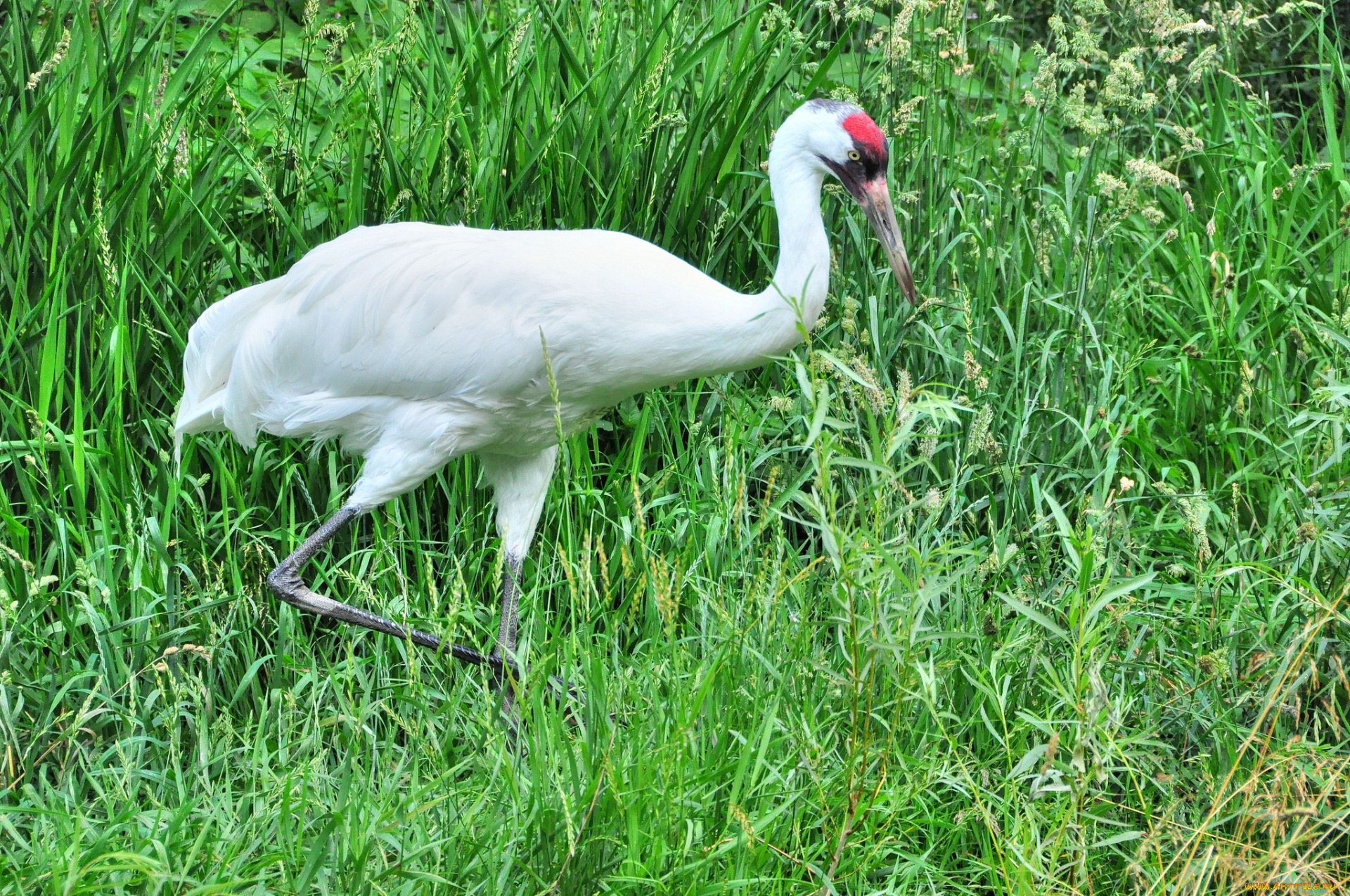 животные, цапли, цапля, трава