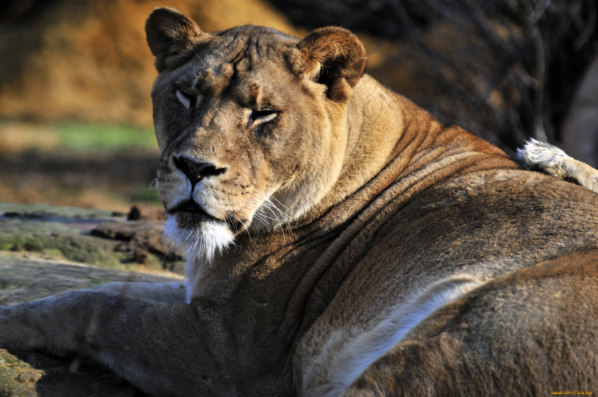 животные, львы, львица, взгляд, отдых