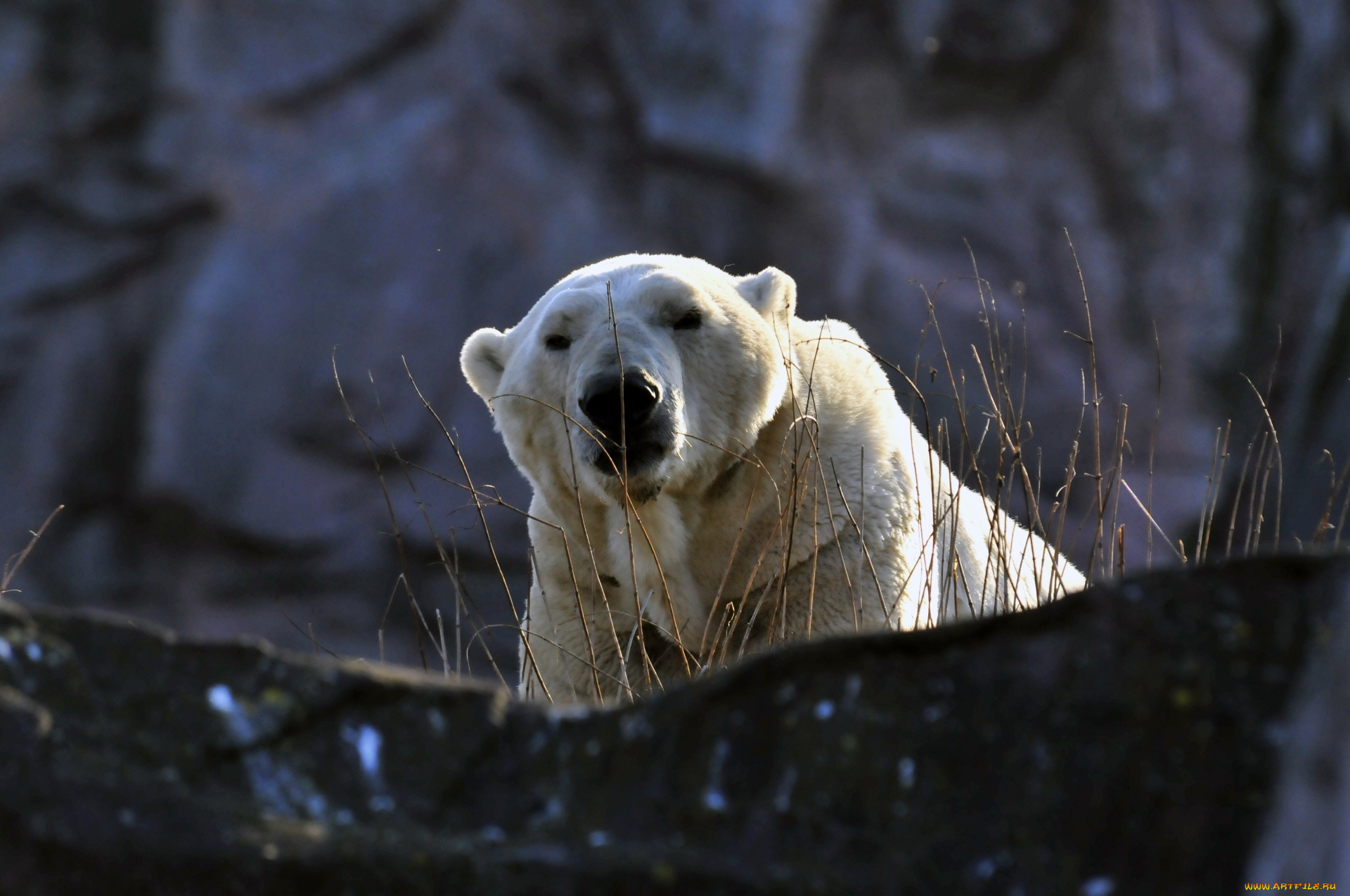 животные, медведи, мишка, животное, камень