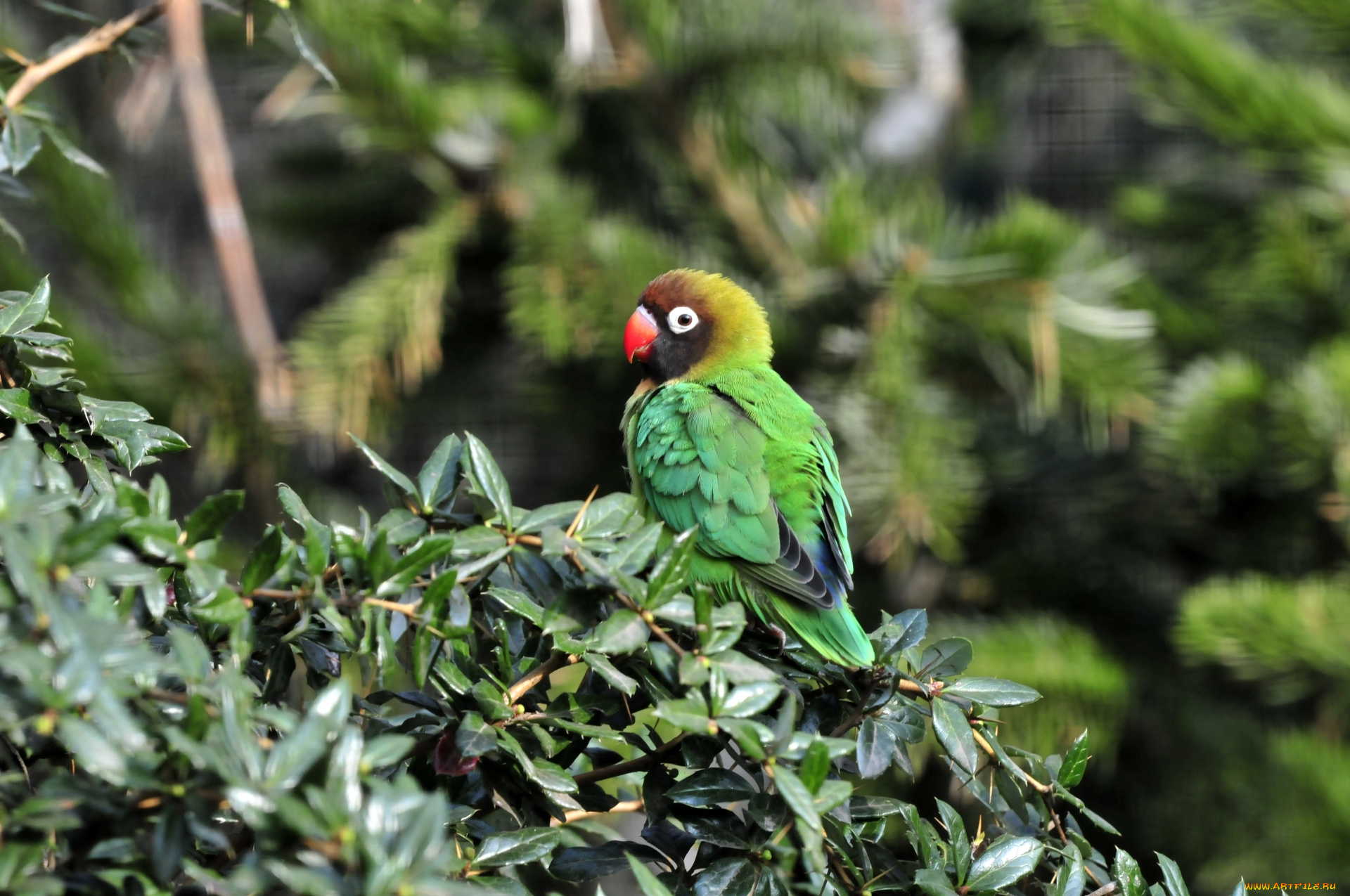 животные, попугаи, ветка, птица, листья, попугай