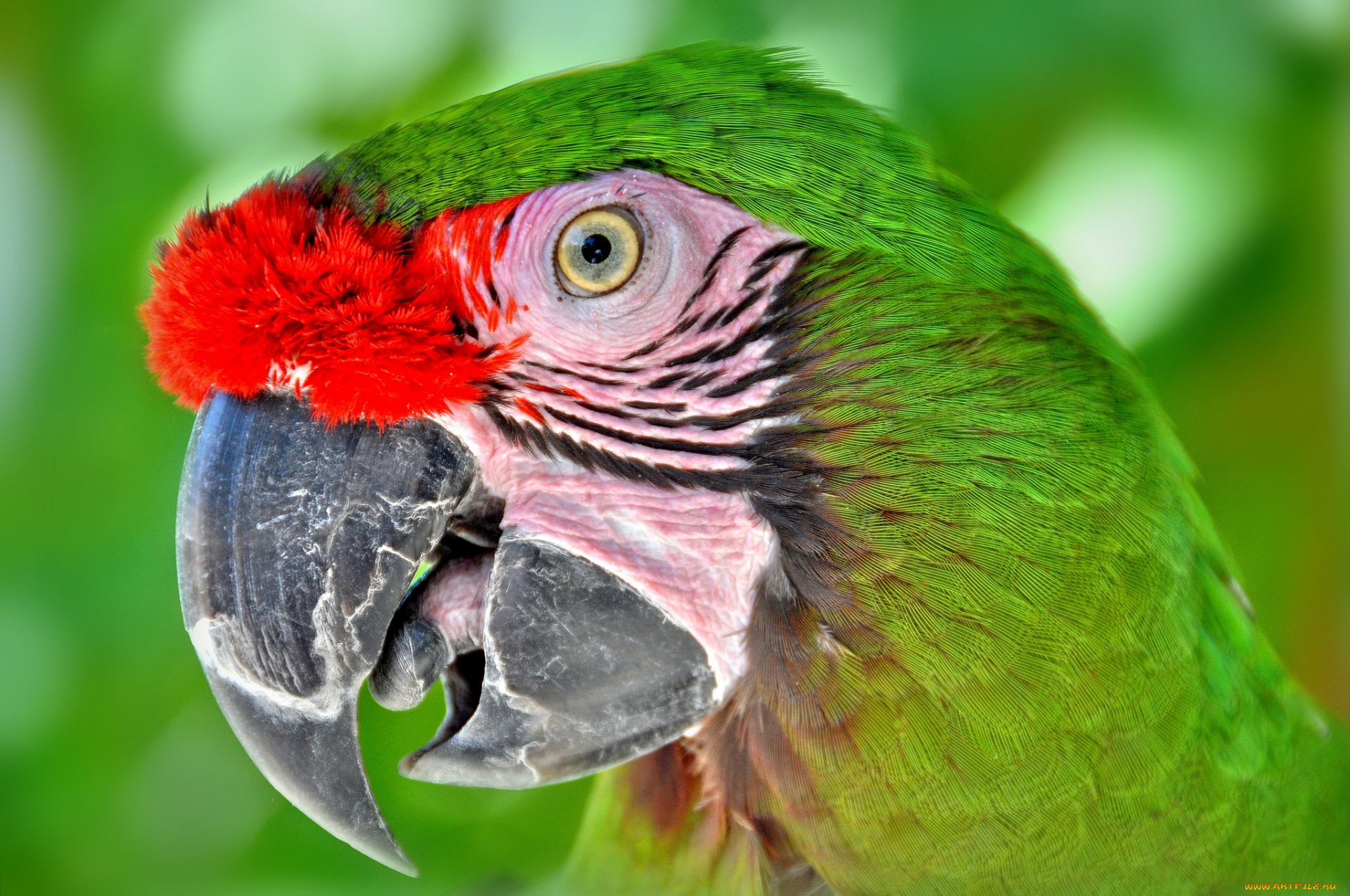 животные, попугаи, зеленый, попугай