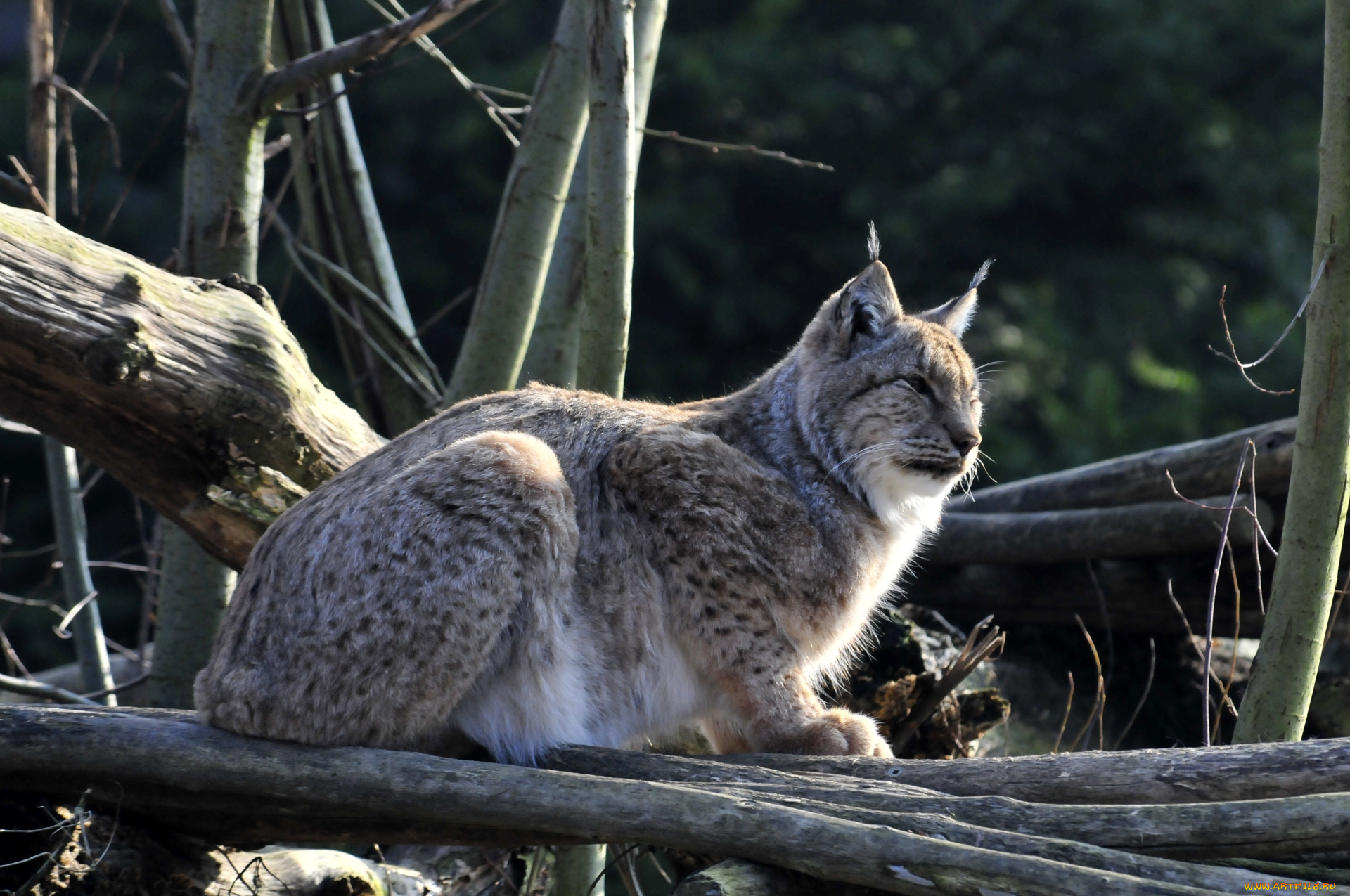 животные, рыси, отдых, животное, рысь