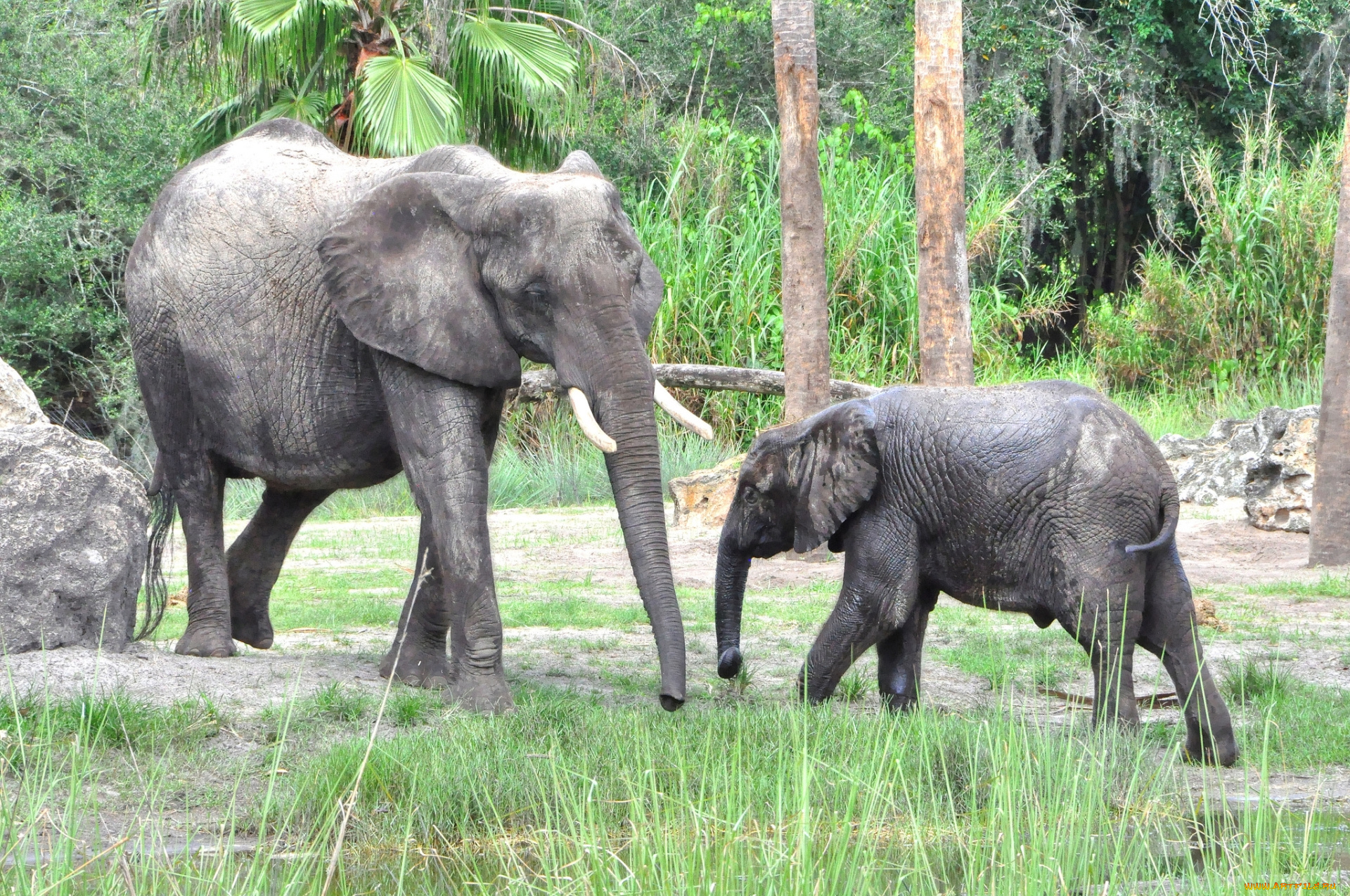 животные, слоны, слоненок, слониха