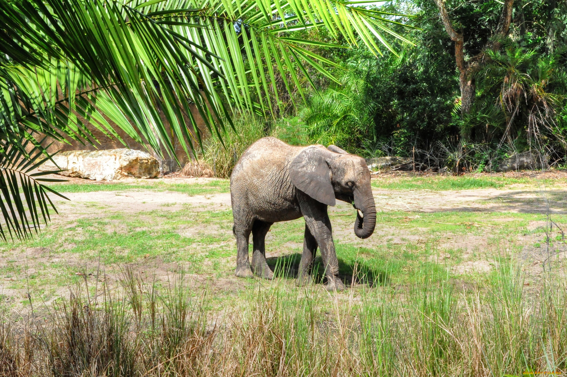 животные, слоны, зелень, слоненок, маленький