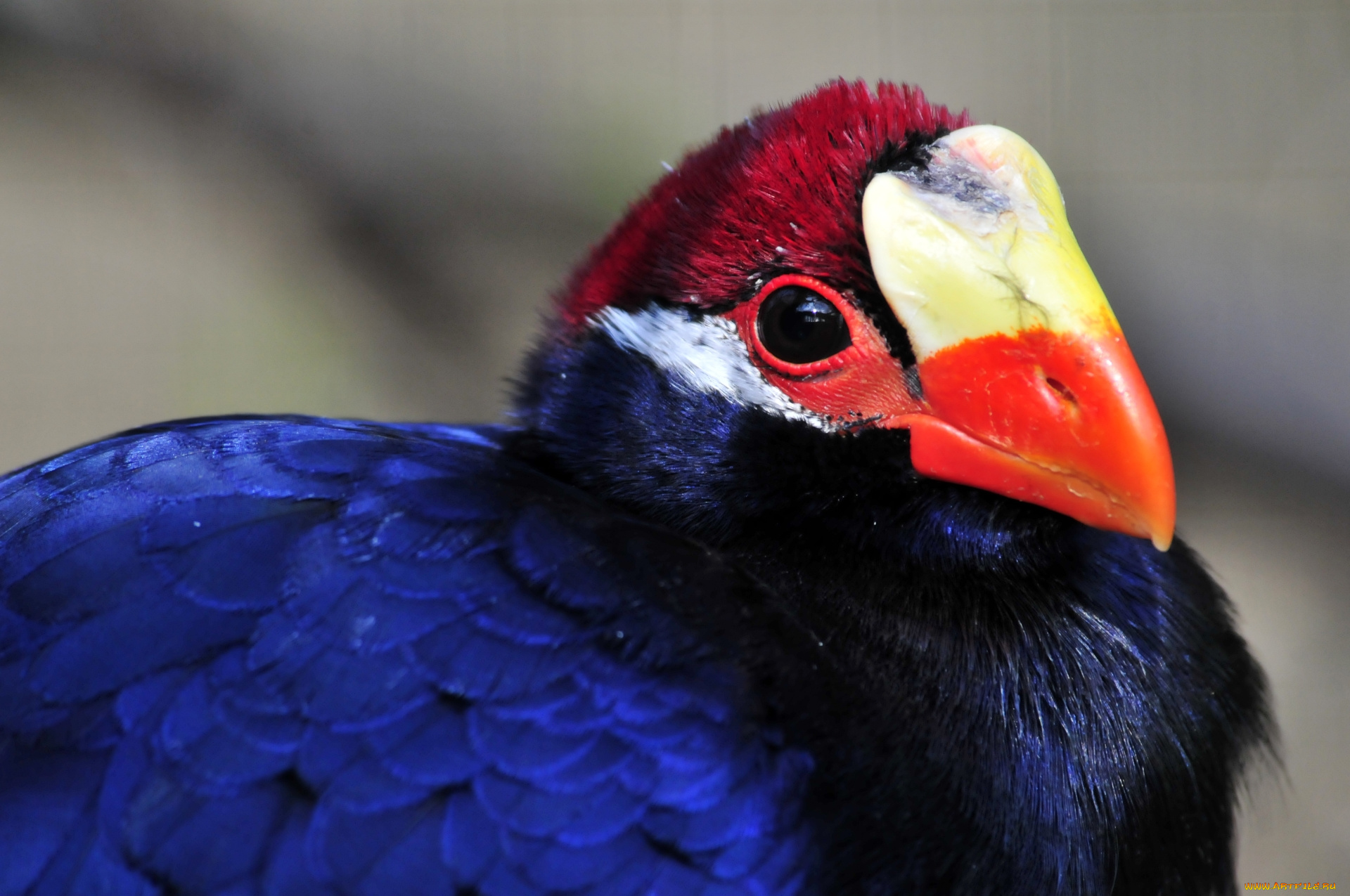 животные, турако, птица, окрас