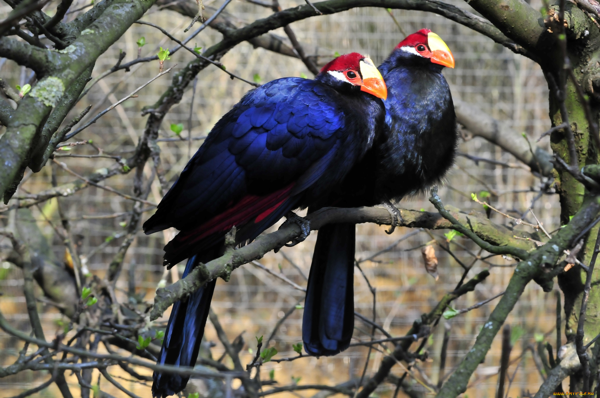 животные, турако, птицы, окрас, ветки