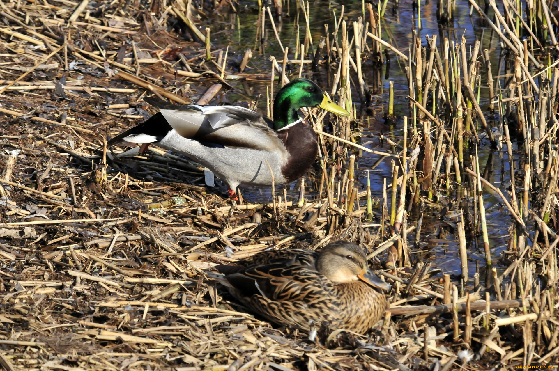 животные, утки, вода, камыш, птицы