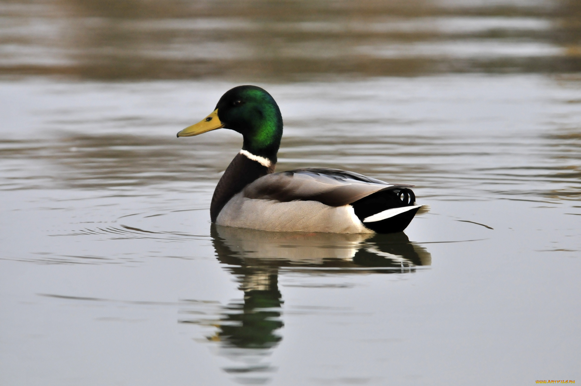 животные, утки, вода, утка, птица
