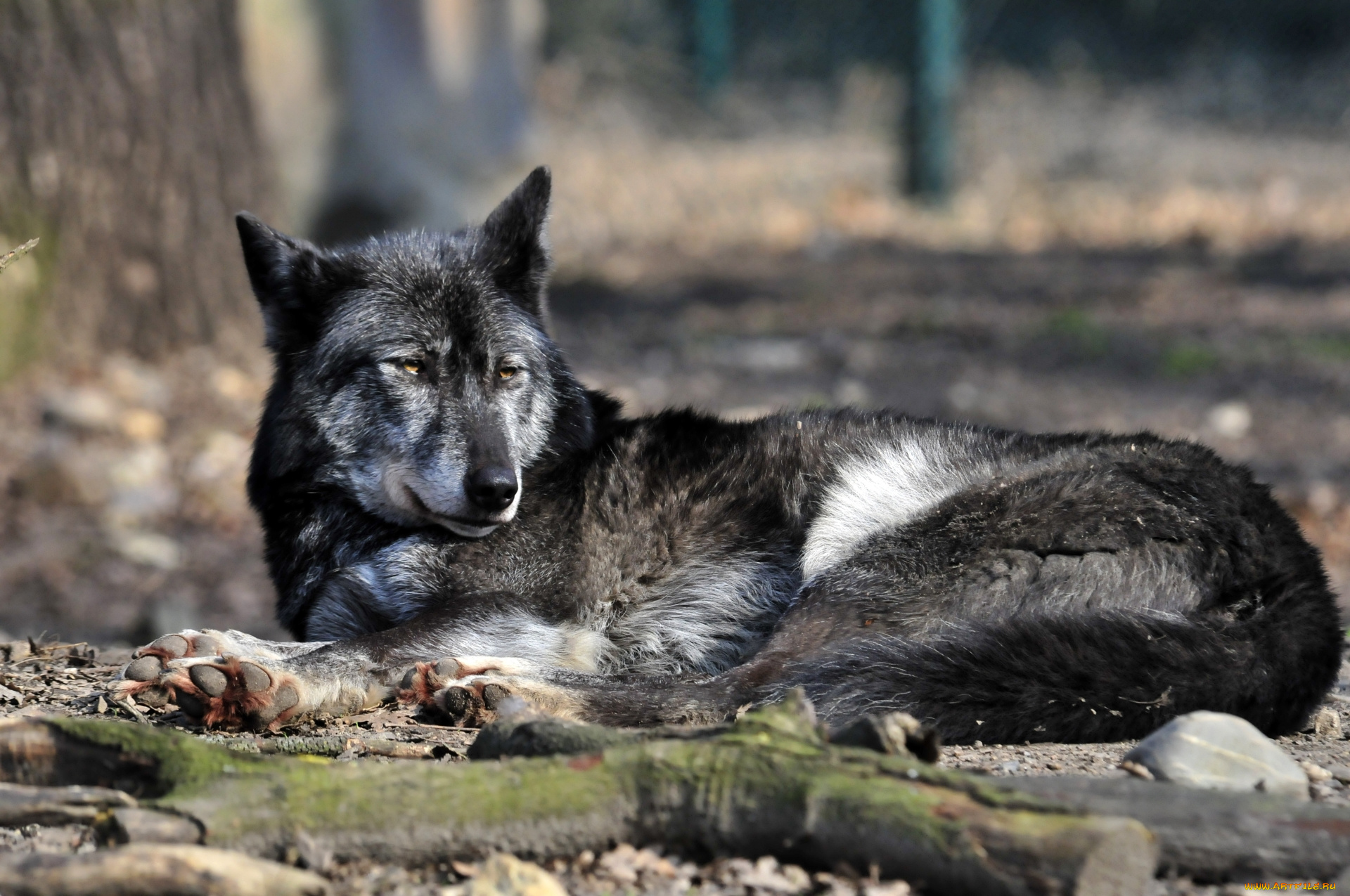 животные, волки, отдых, волк, животное